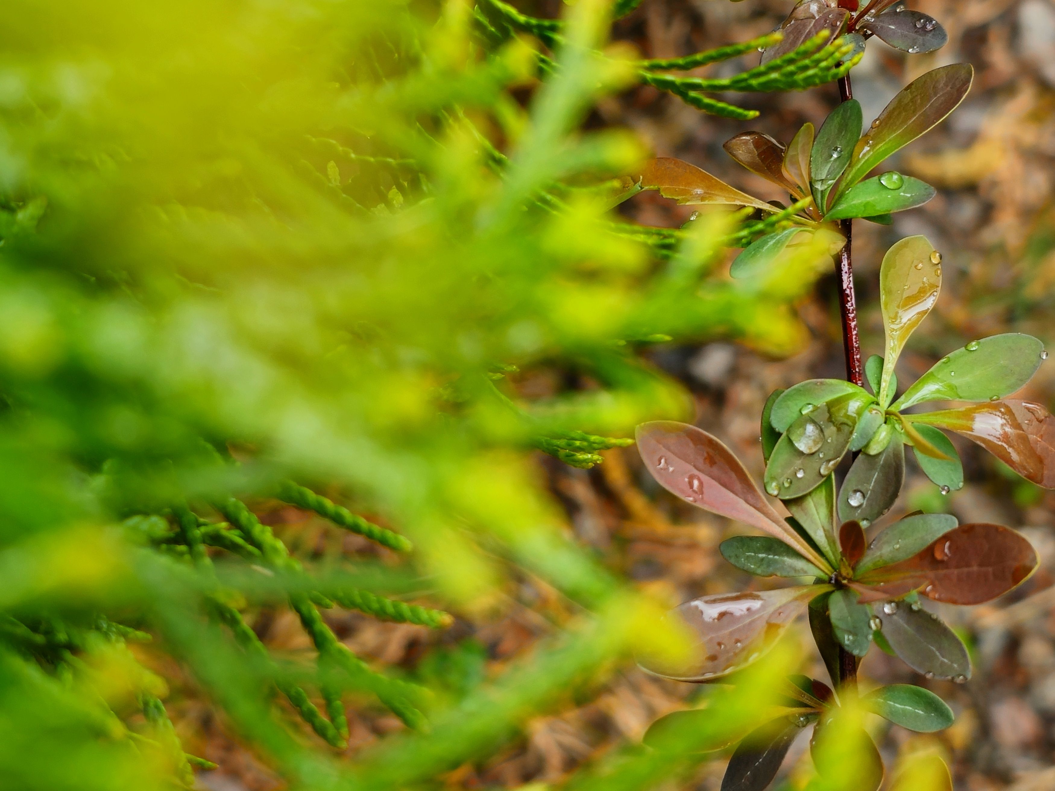 , Мария Яковлева