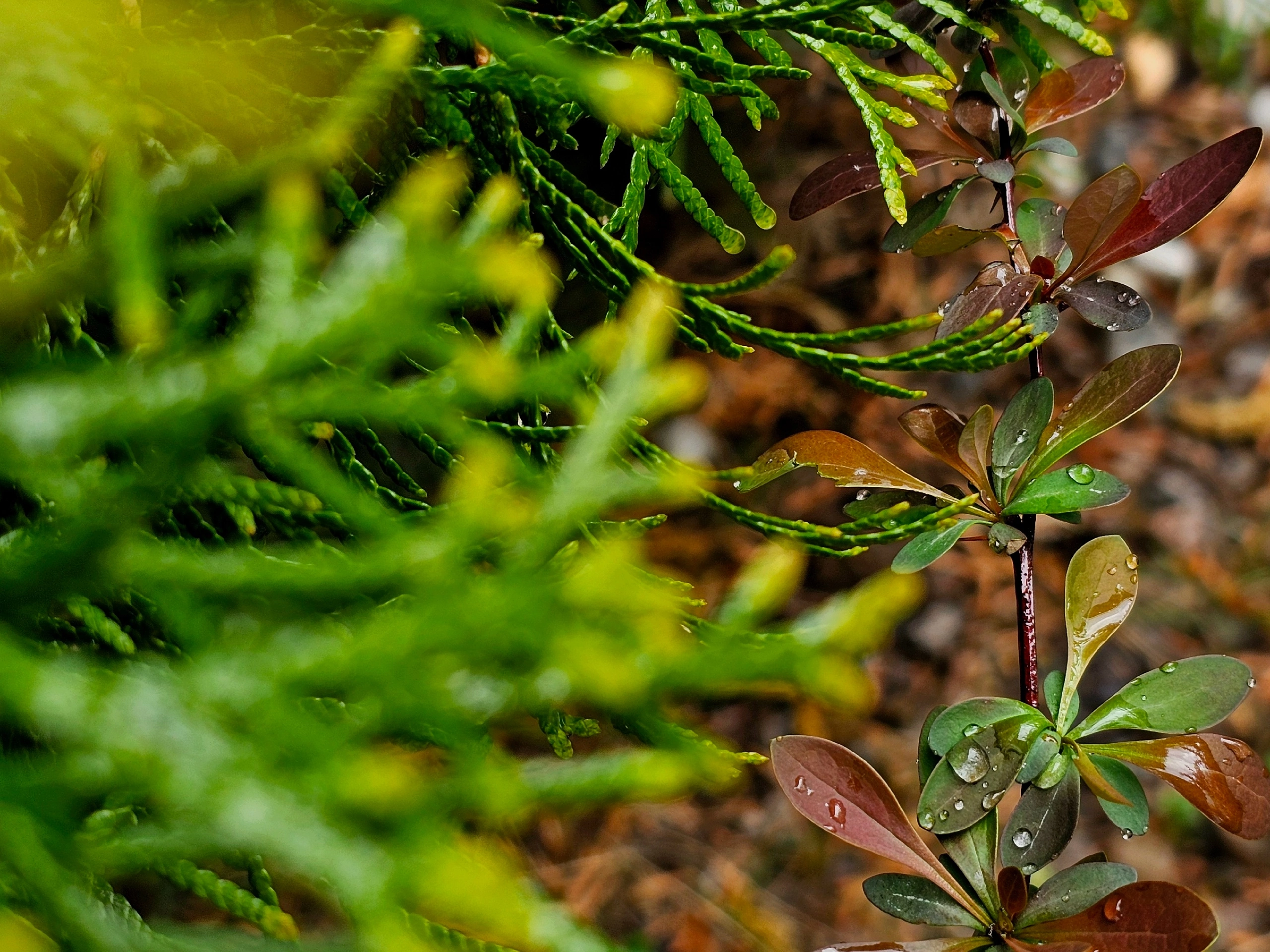 , Мария Яковлева