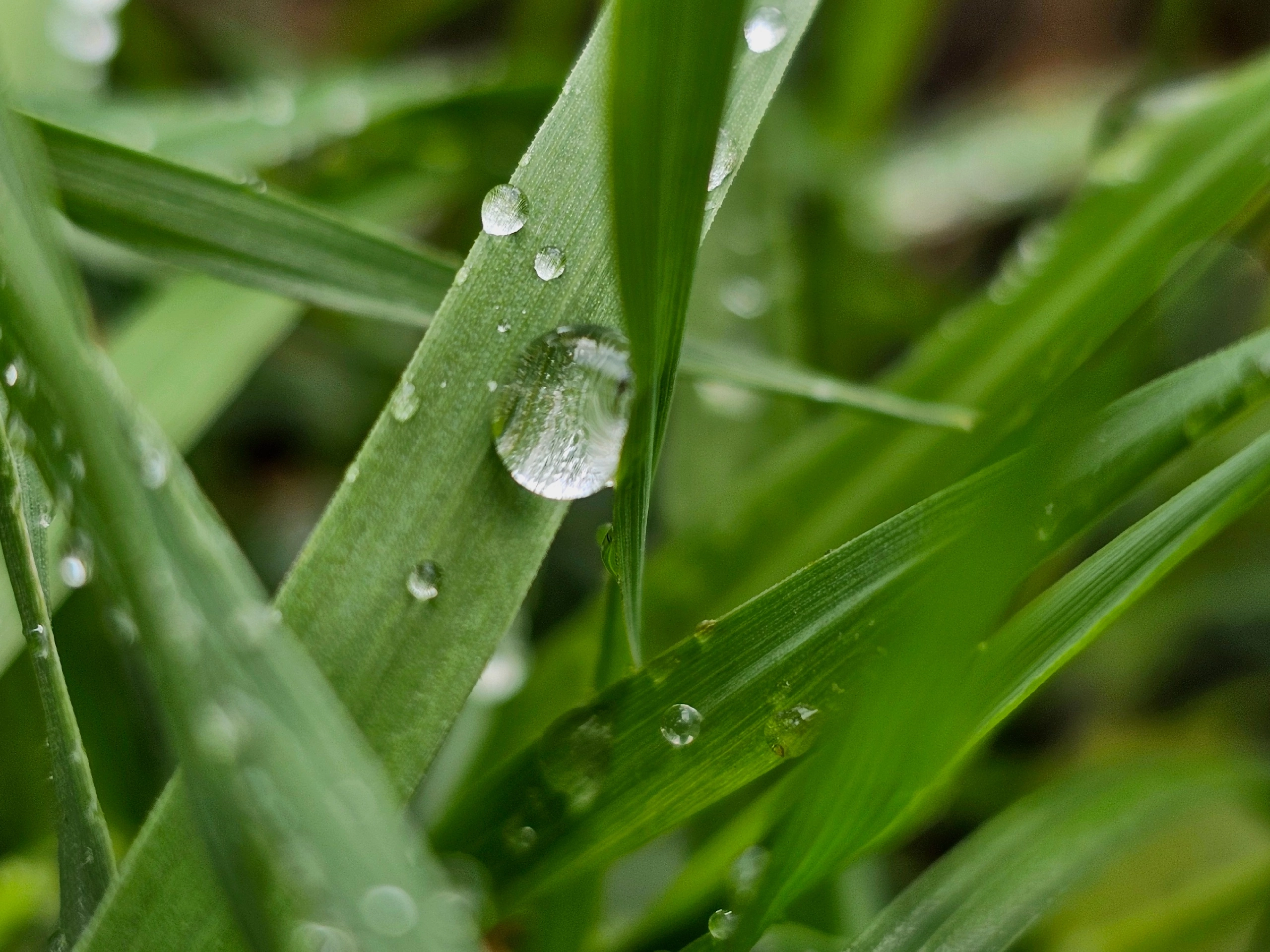 , Мария Яковлева