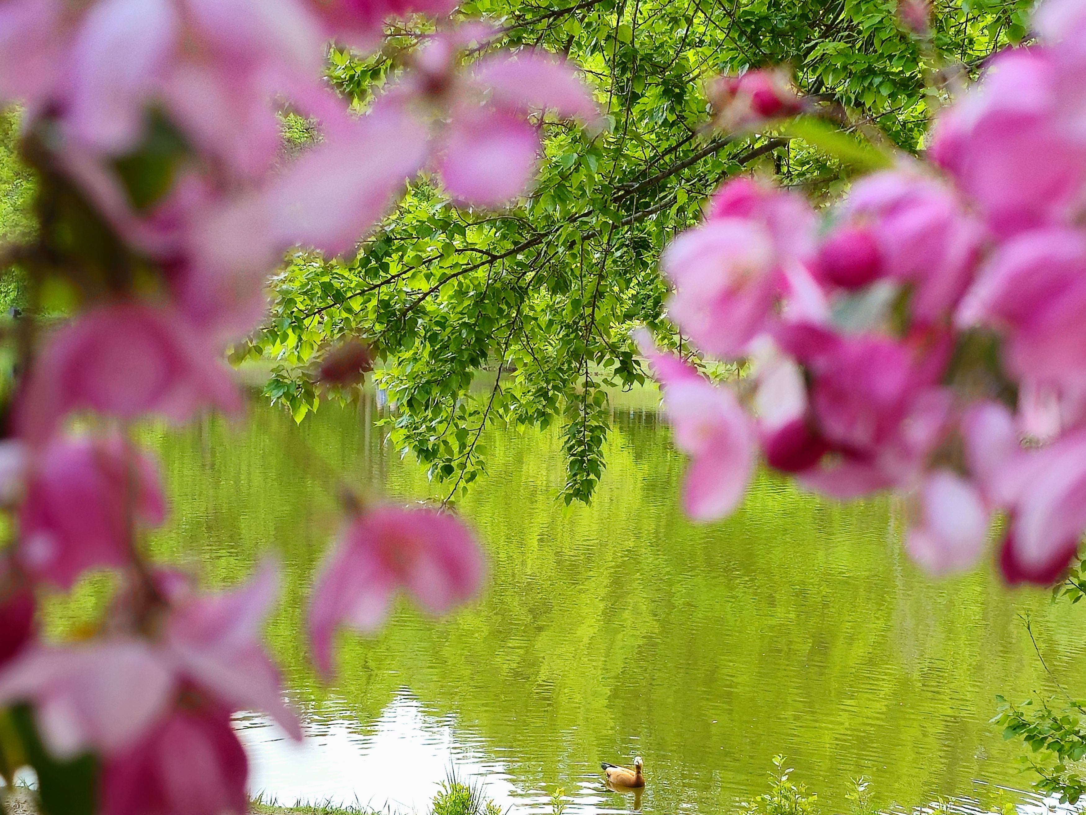 , Мария Яковлева