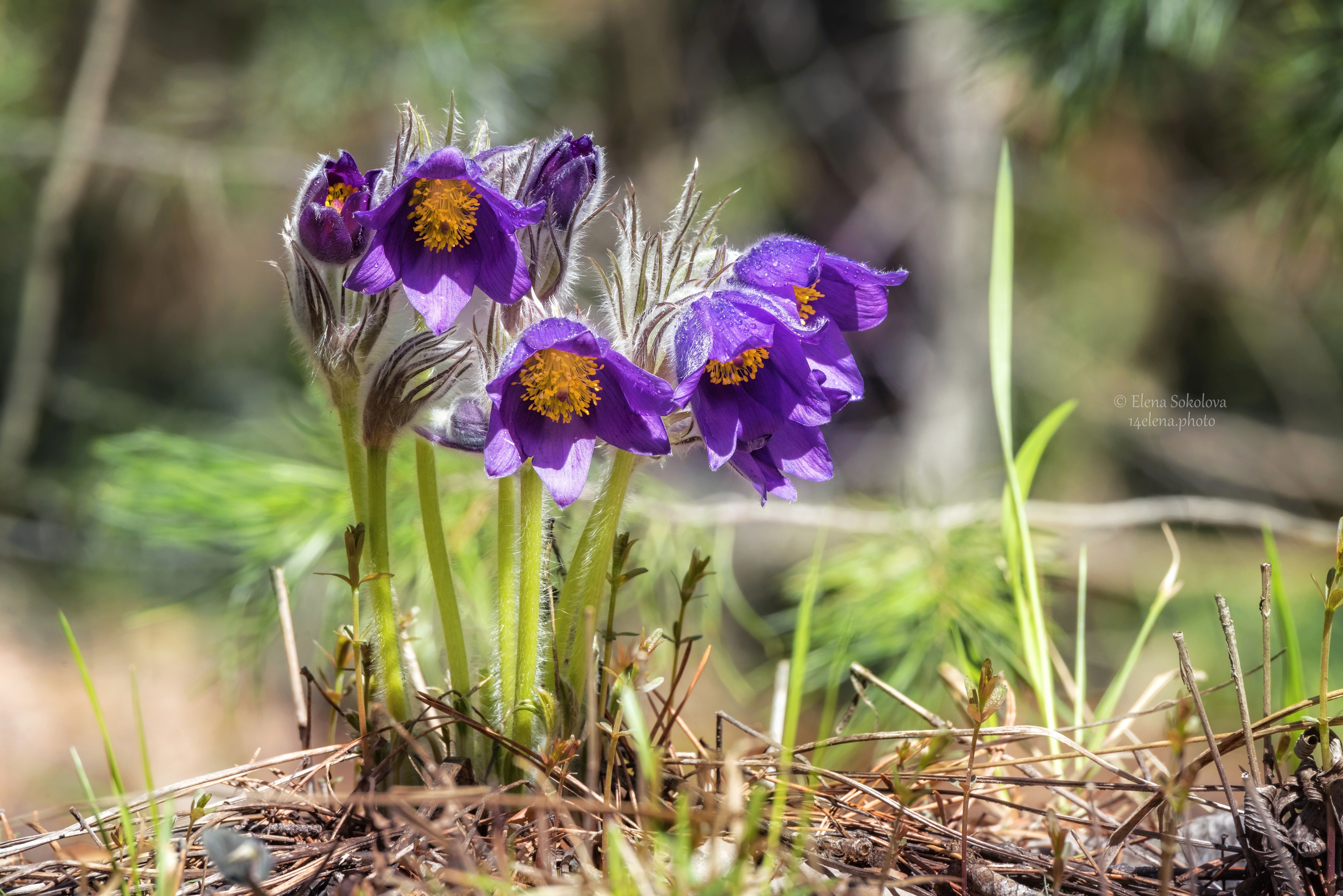 прострел, цветы, весна, Соколова Елена