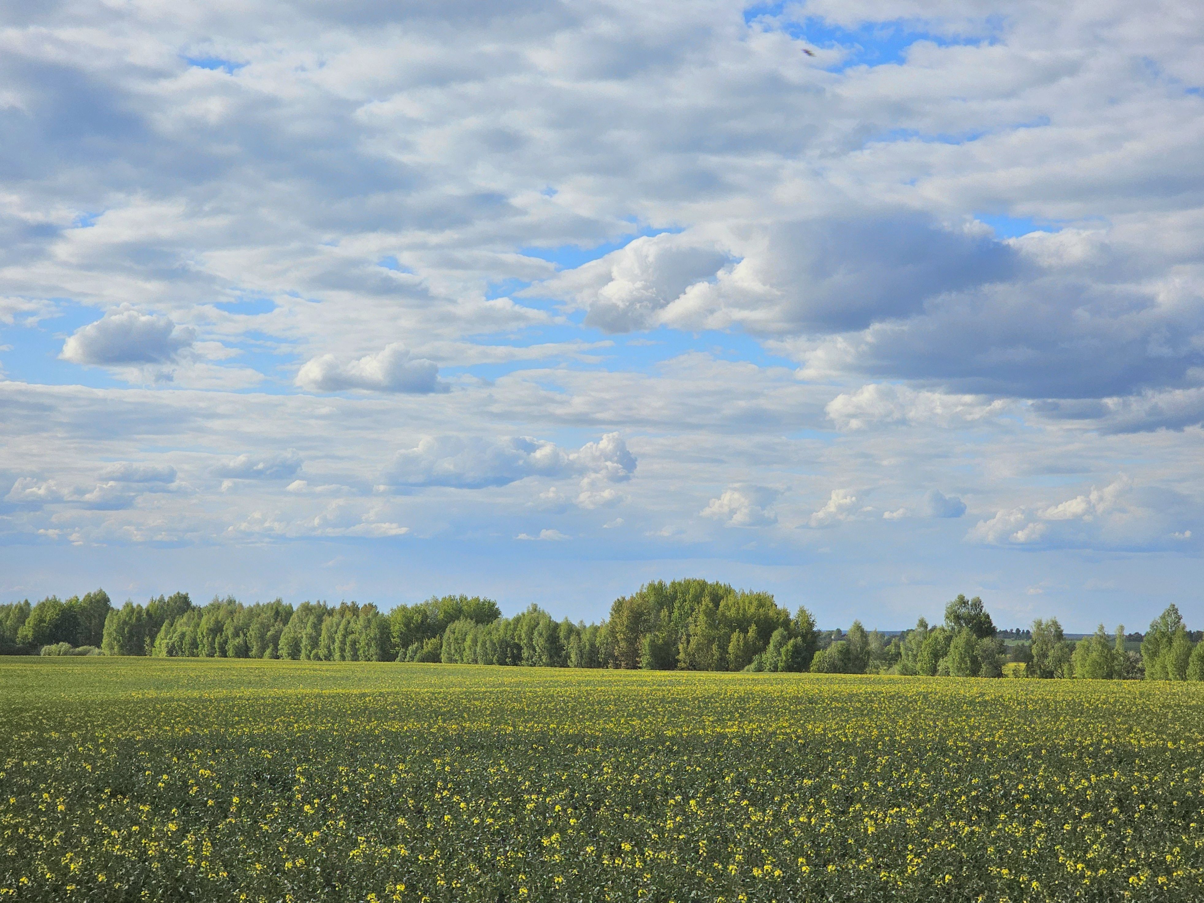, Мария Яковлева