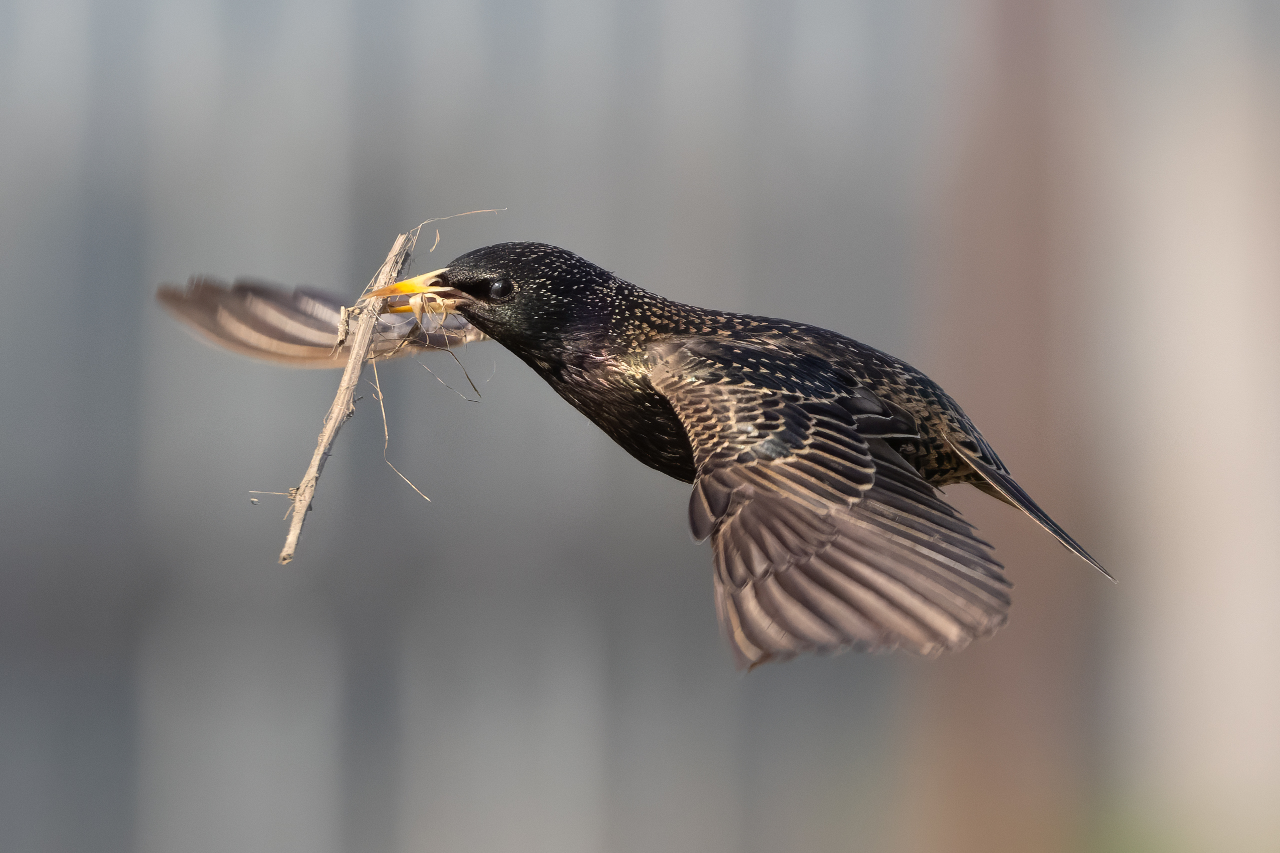 скворец, птицы, фото птиц, Александр Шипиленко