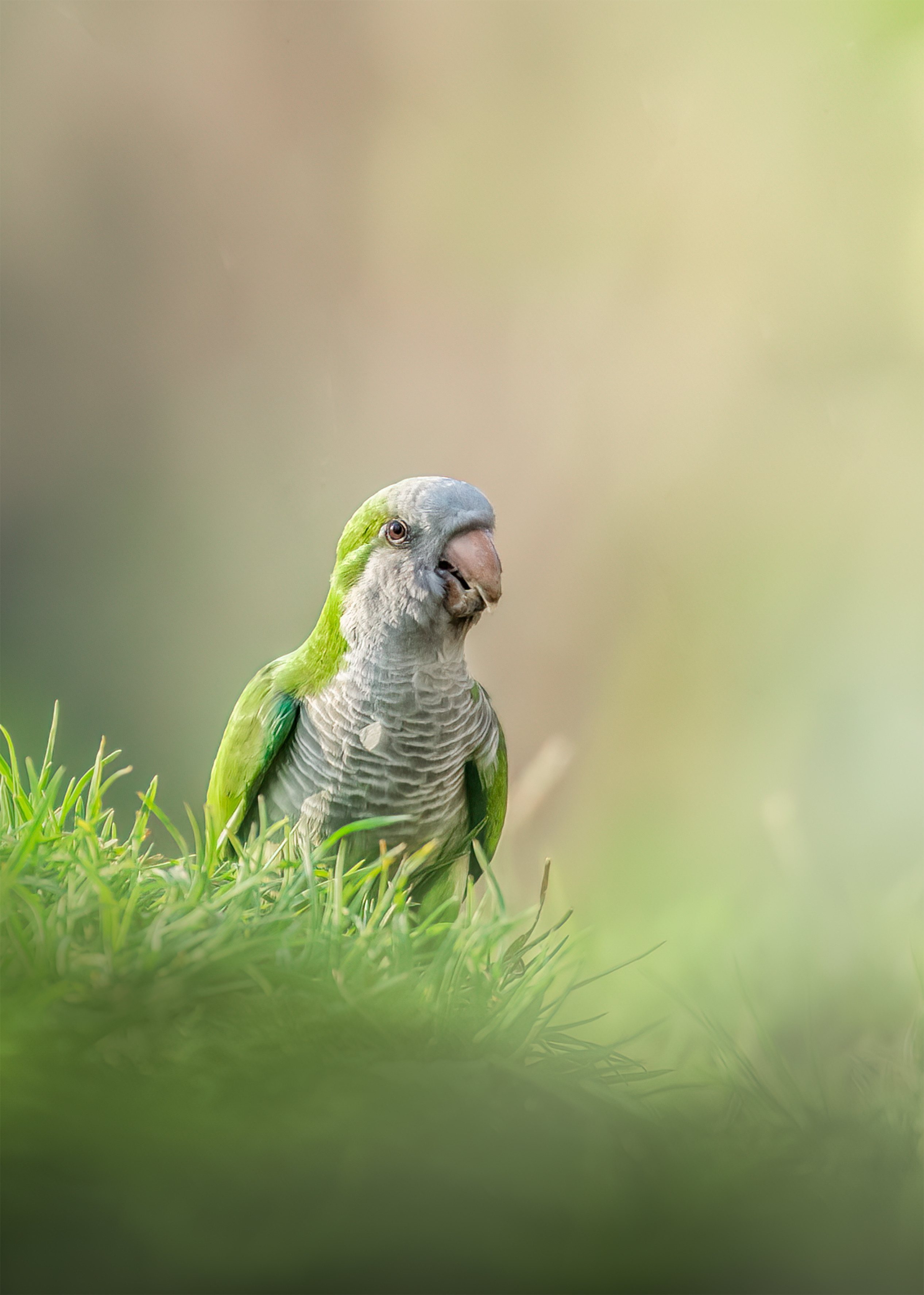 , Valle Clara Maikel