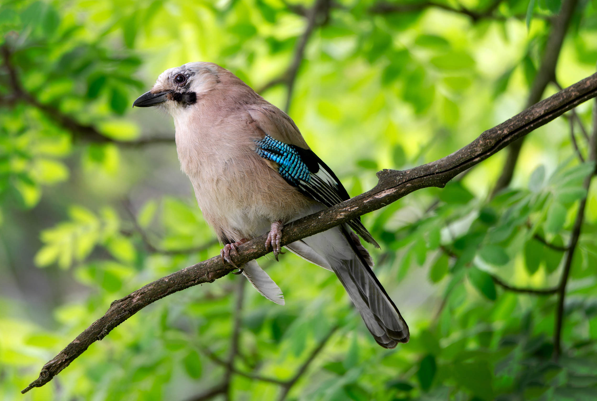 , Сергей Тихомиров