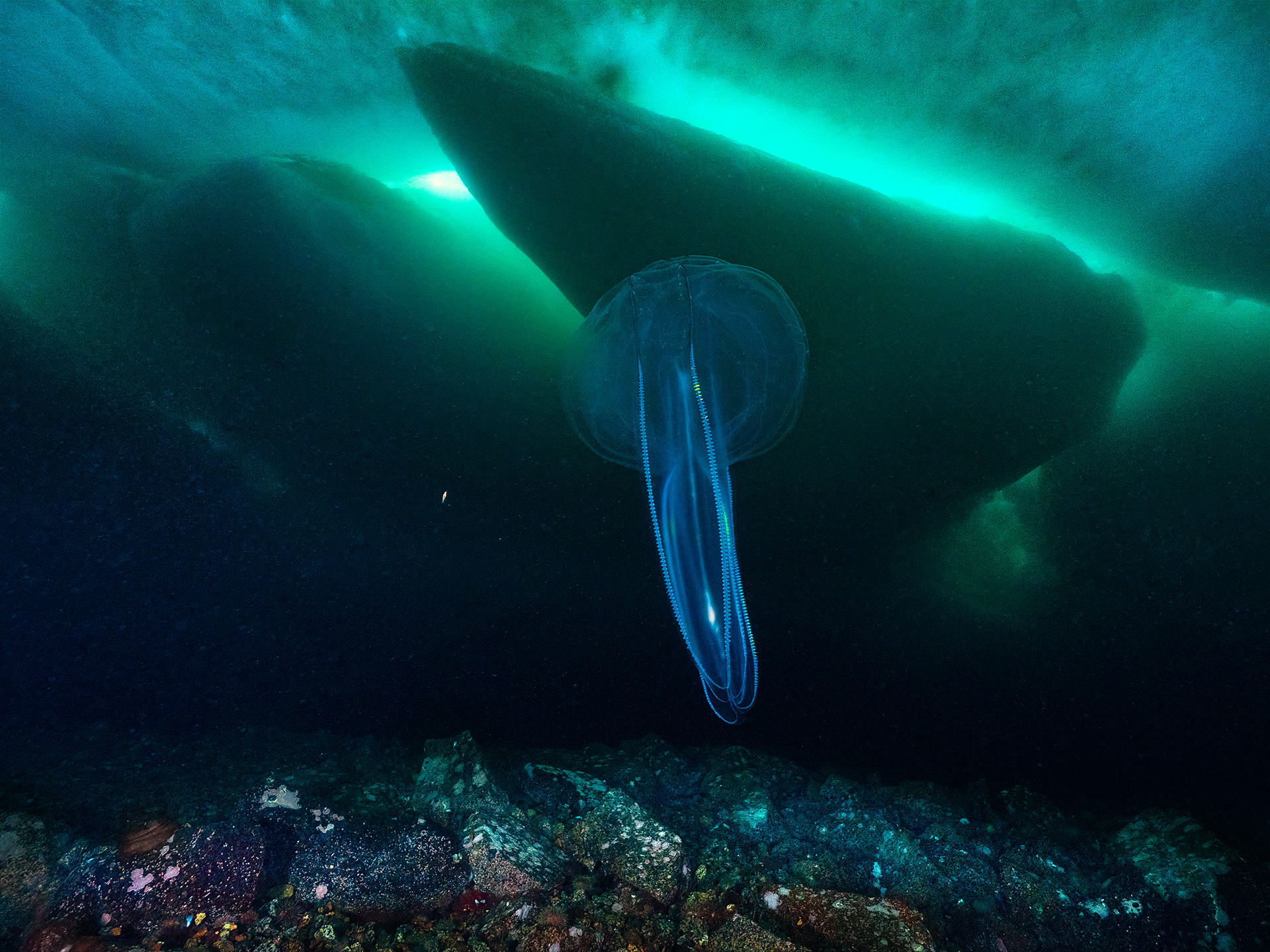 , Сергей Шанин