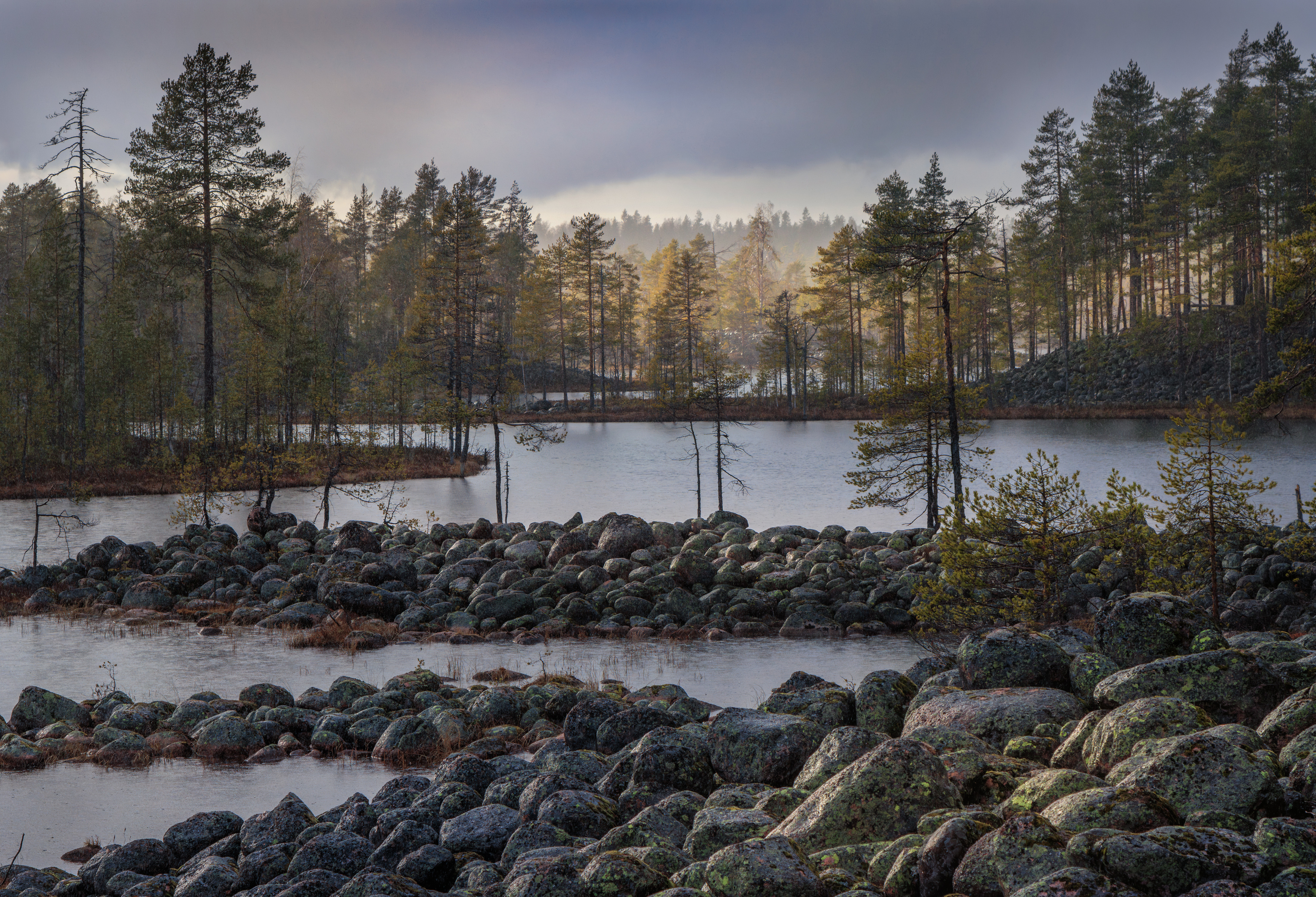 , Светлана Холодняк