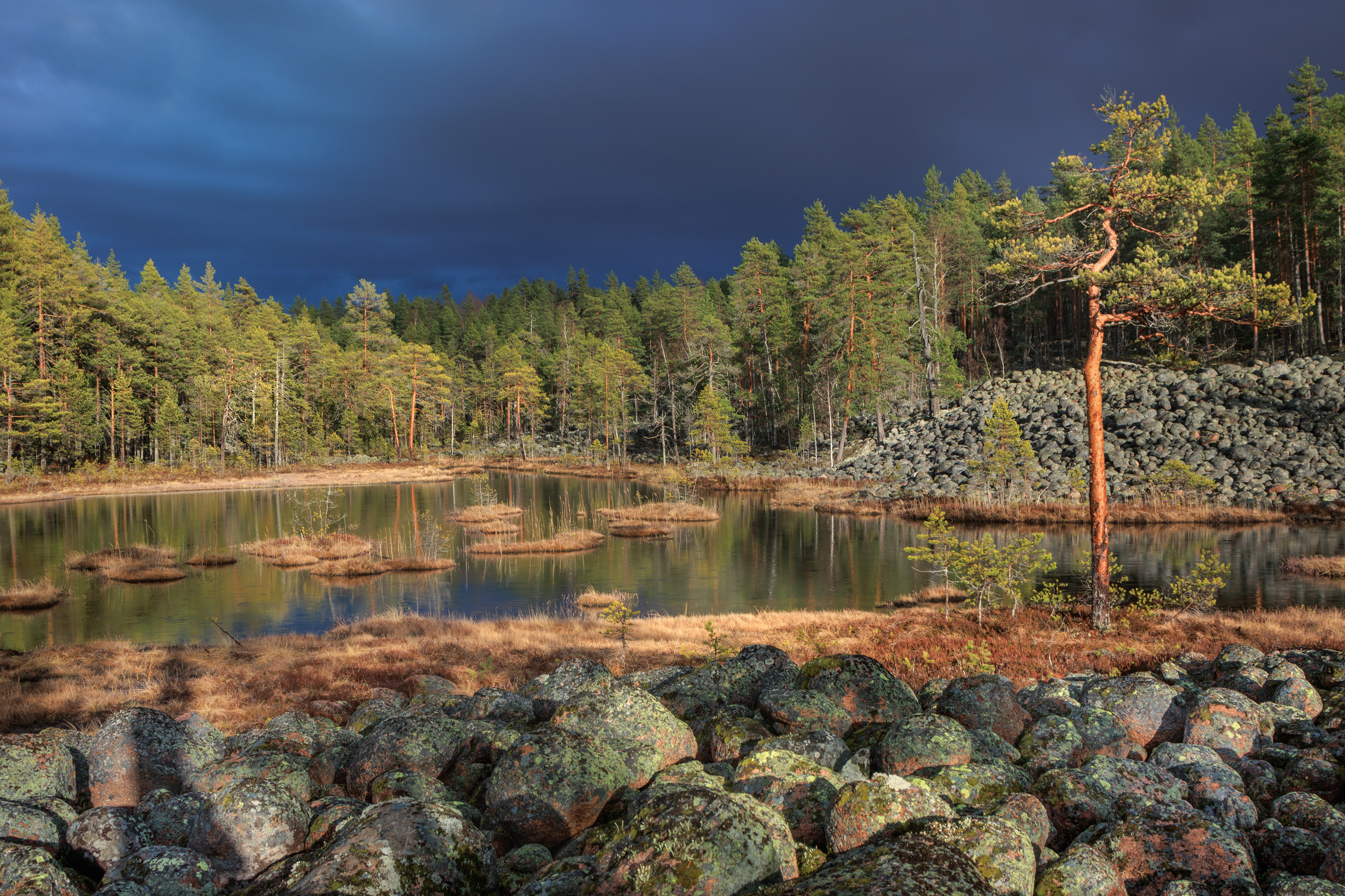 , Светлана Холодняк