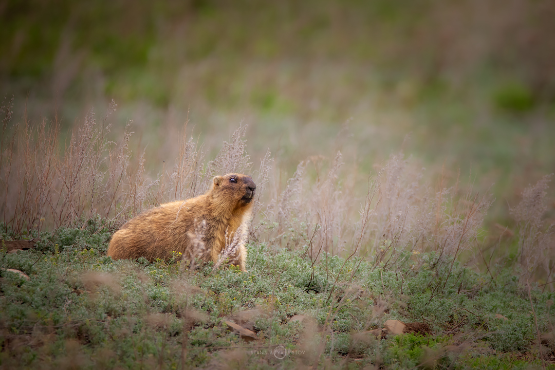 , Станислав Аристов