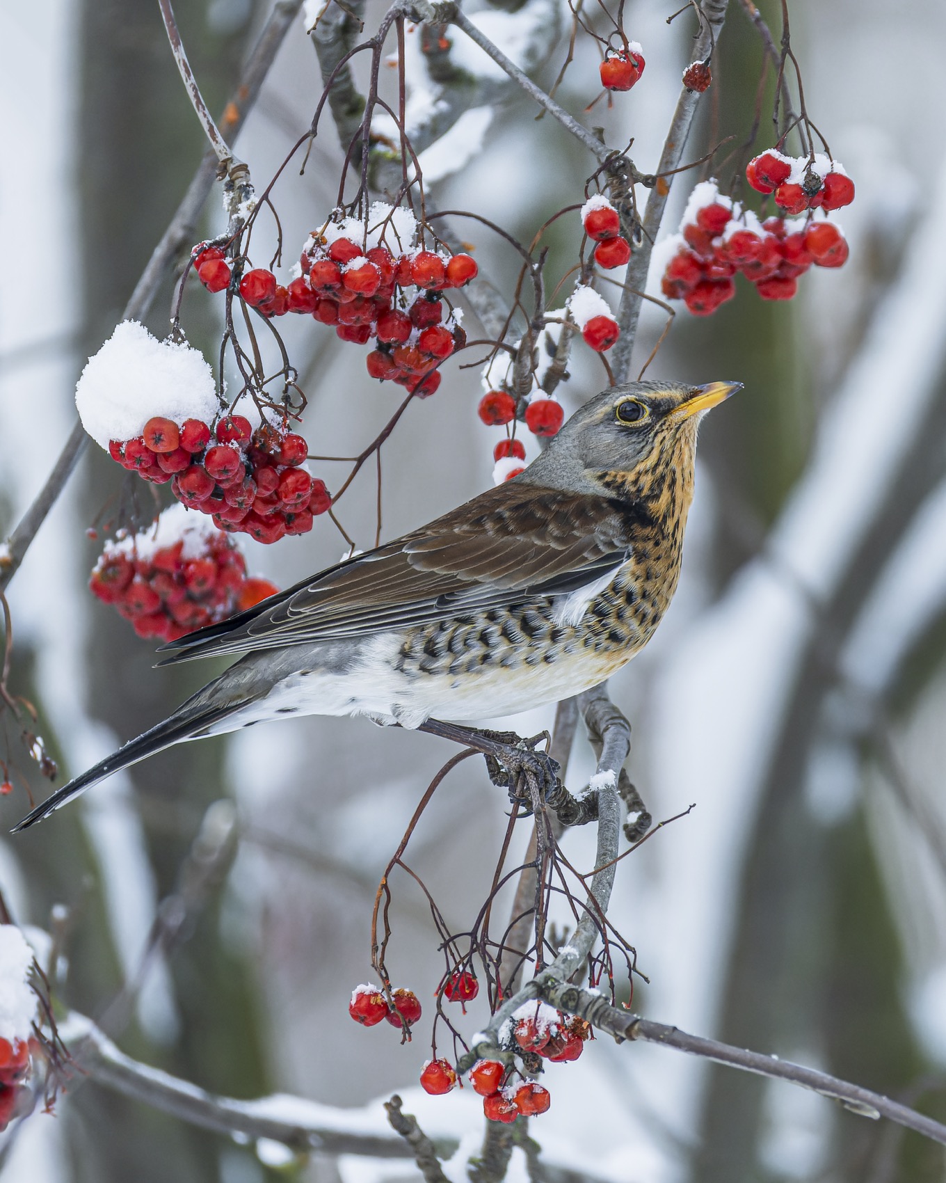 рябинник, дрозд, рябина, птицы, Руслан Pl