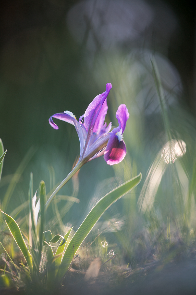 , Илья Михеев