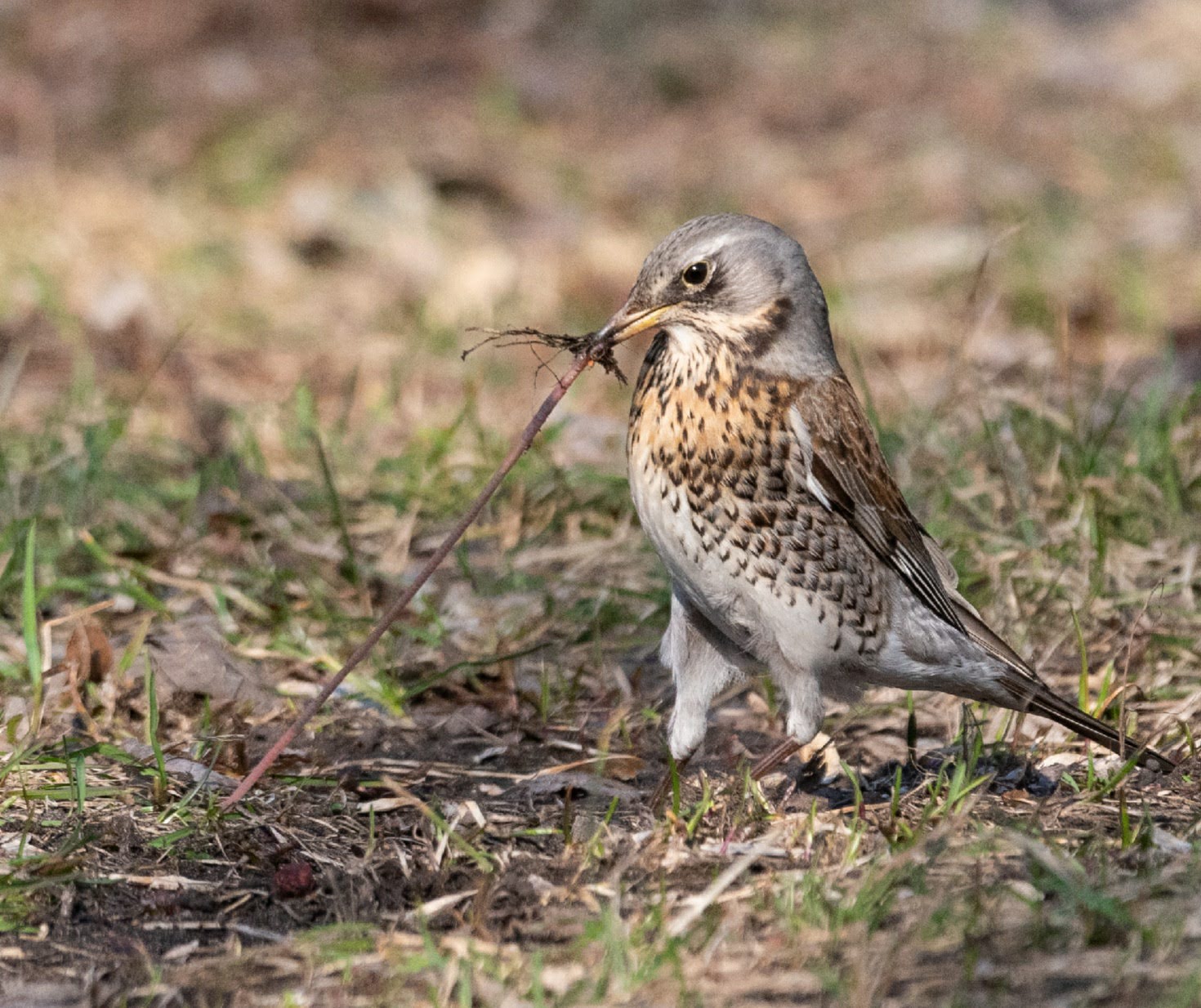 , Красников Андрей