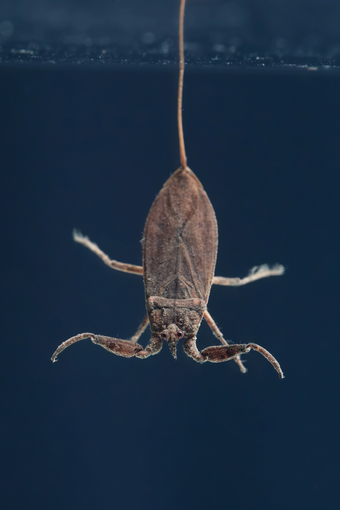 , Васильев Роман