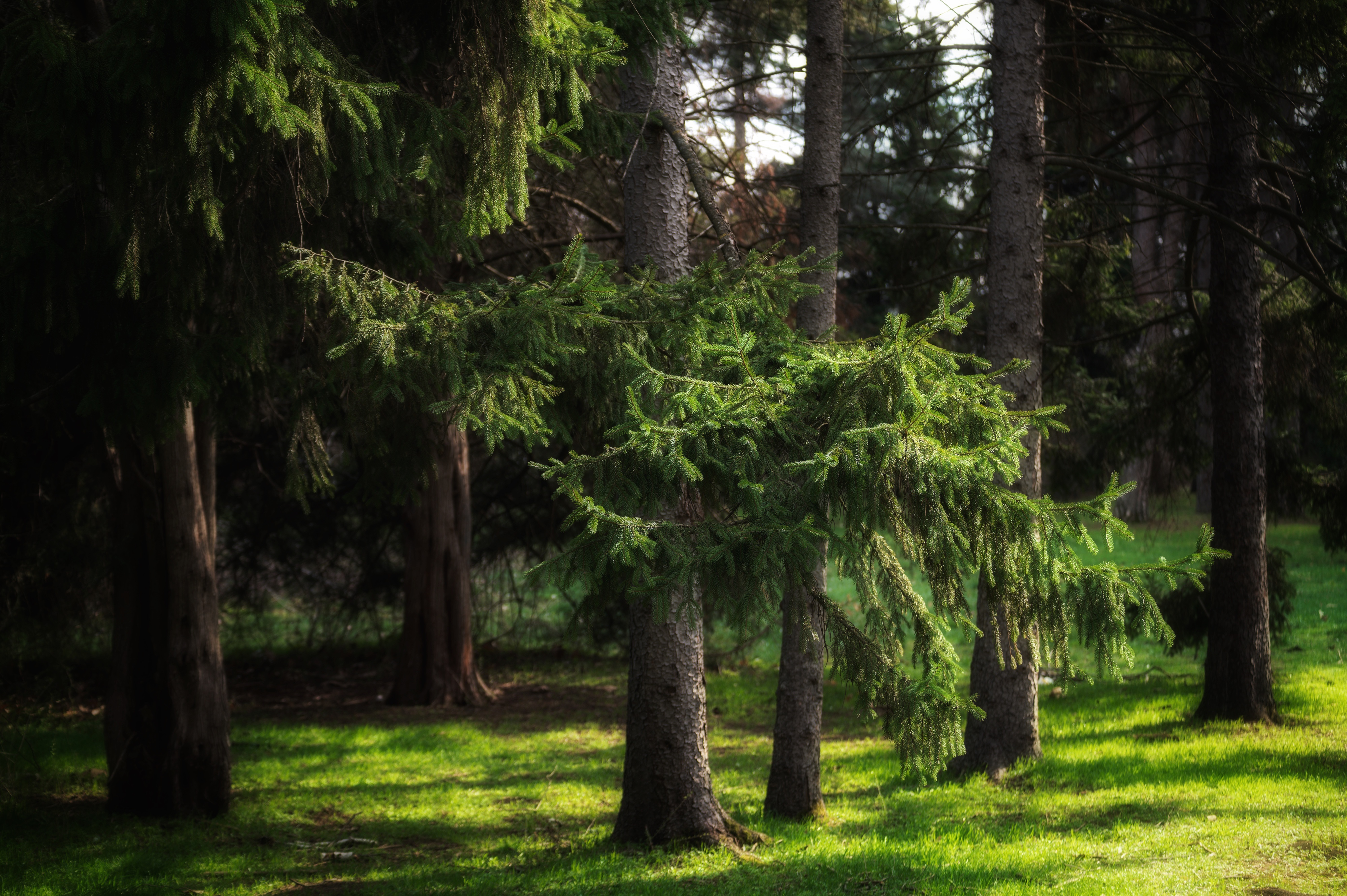 , Сергей Тихомиров