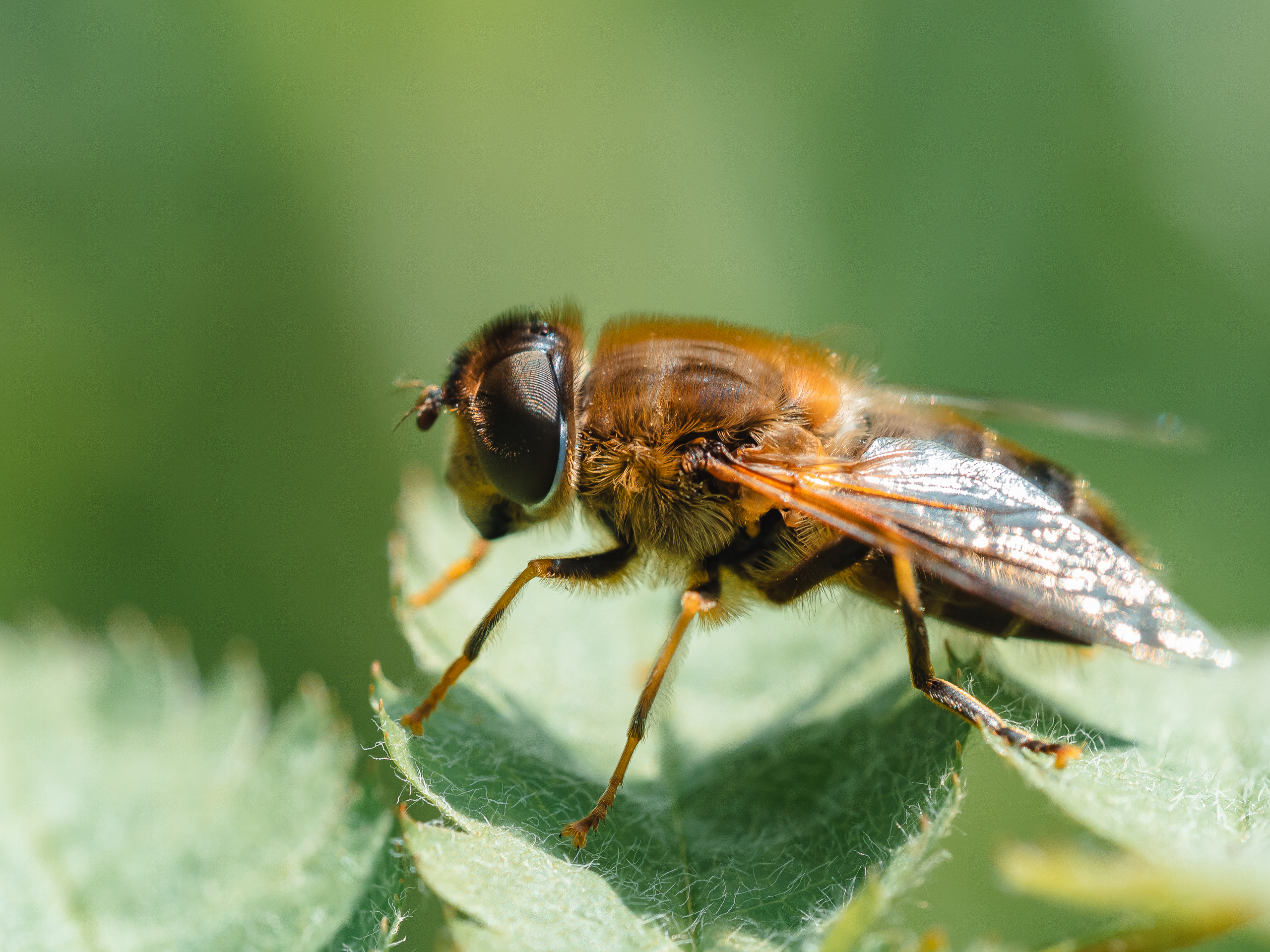 , Ирина Протченко