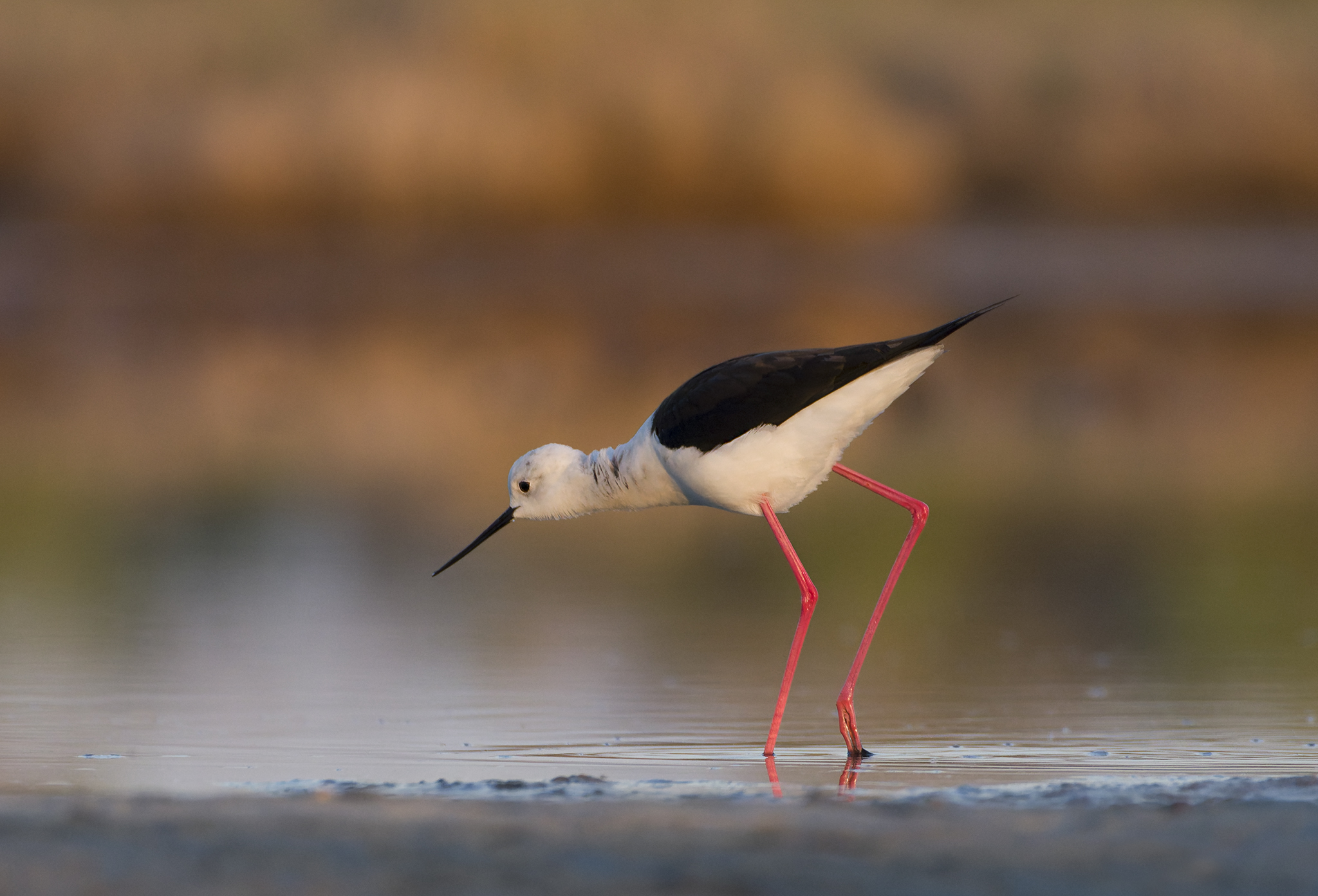 , Евгени Стефанов