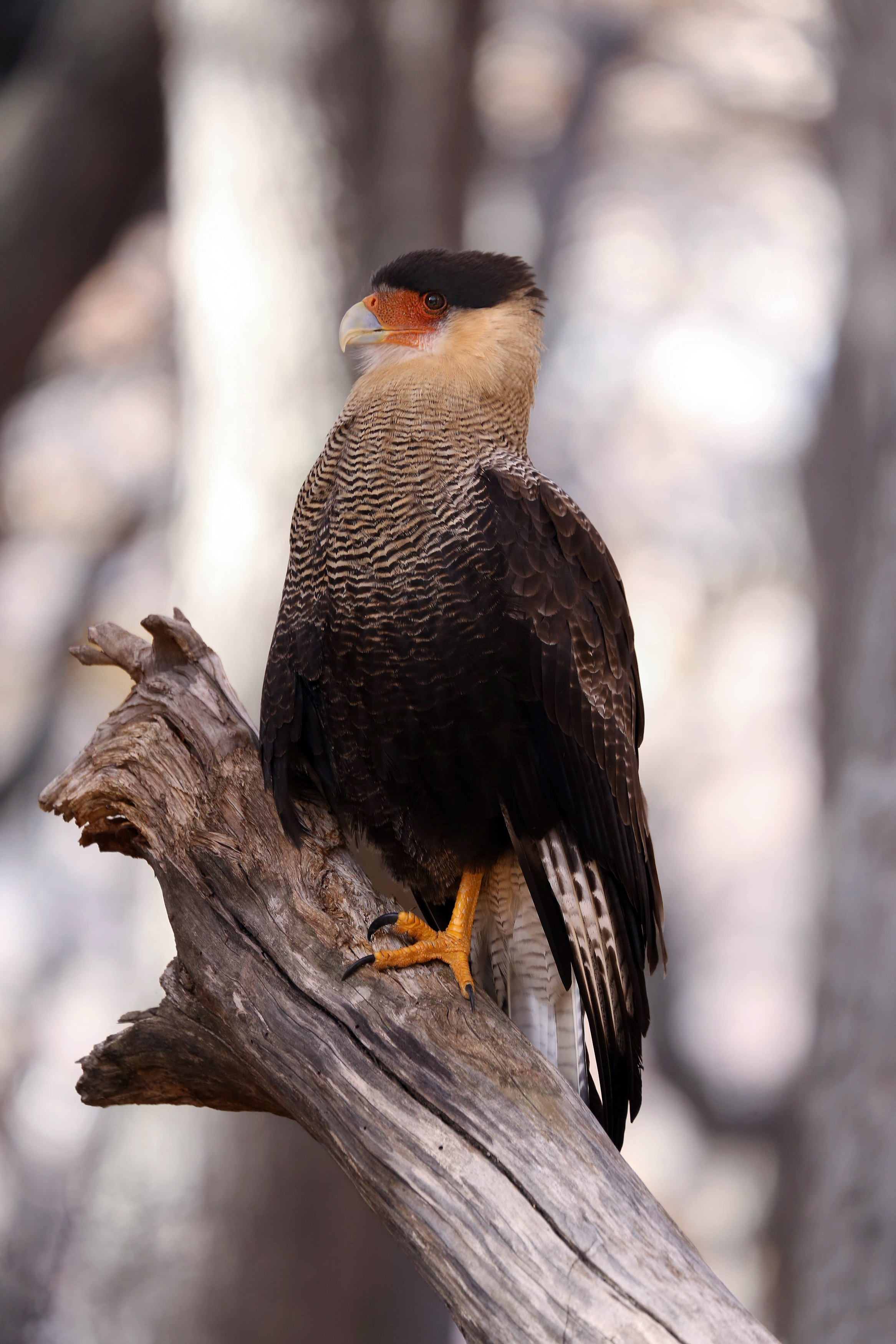 bird, caracara, птица, каракара, Mikhail Konarev