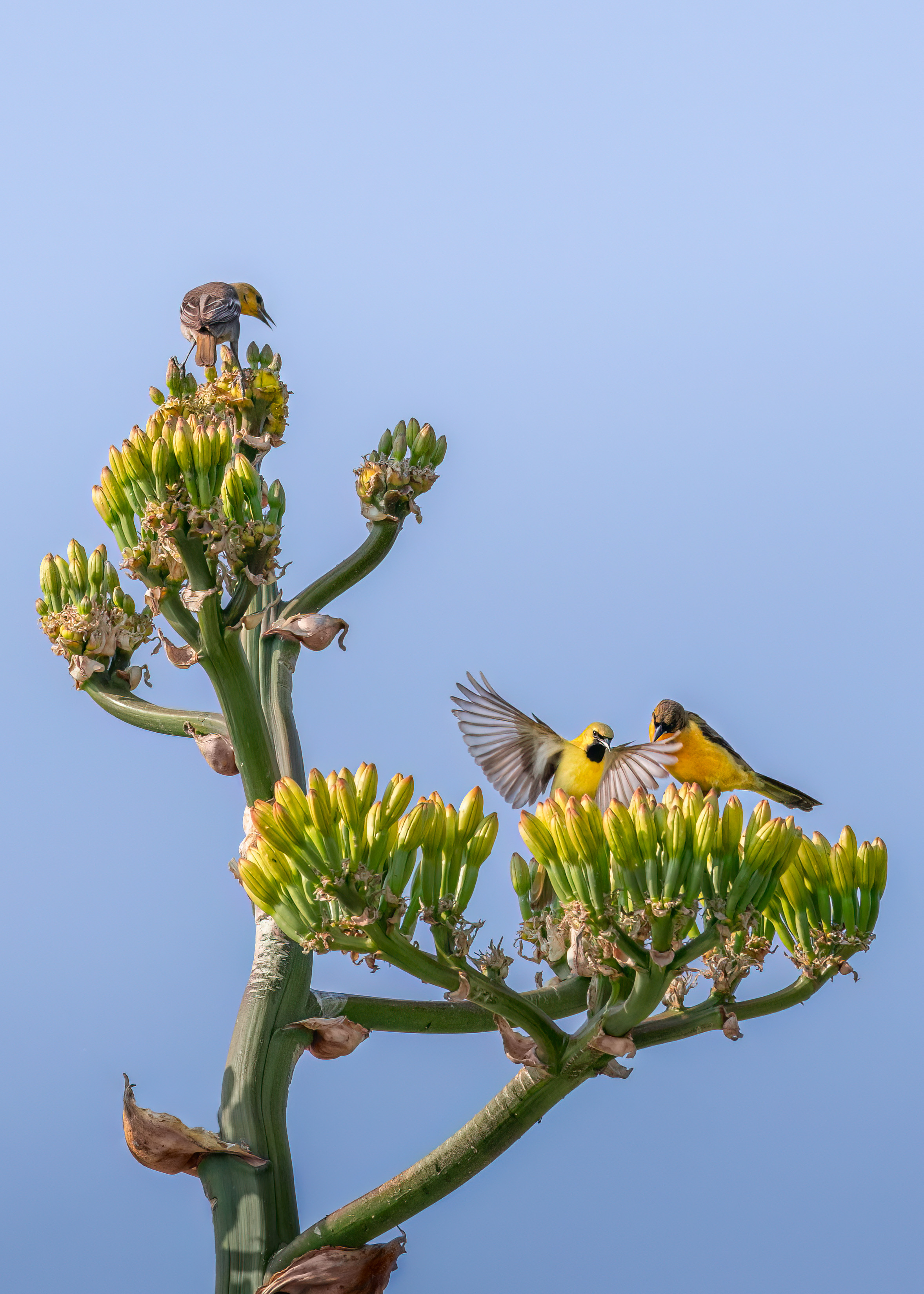 , Maikel Valle Clara