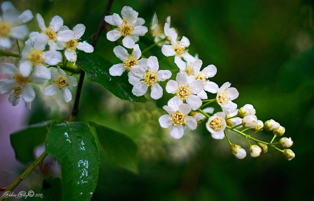 , Орлов Олег