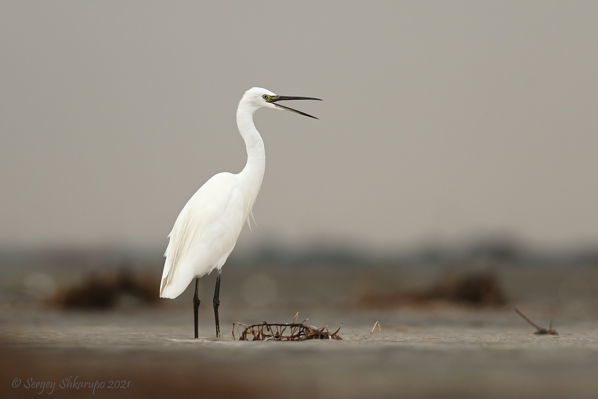 малая белая цапля, Сергей Шкарупо
