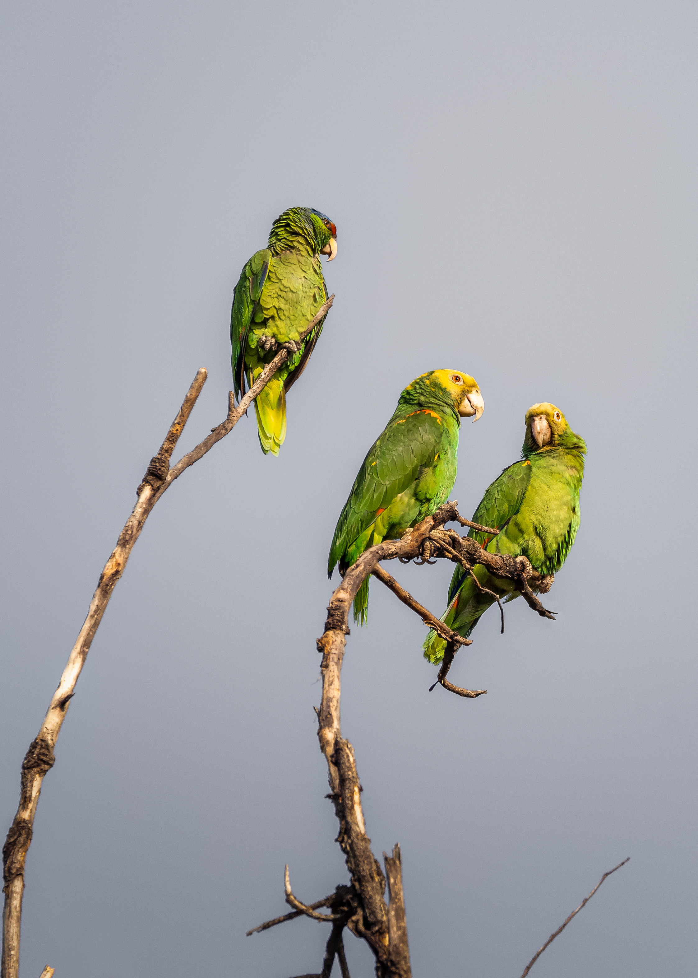 , Maikel Valle Clara