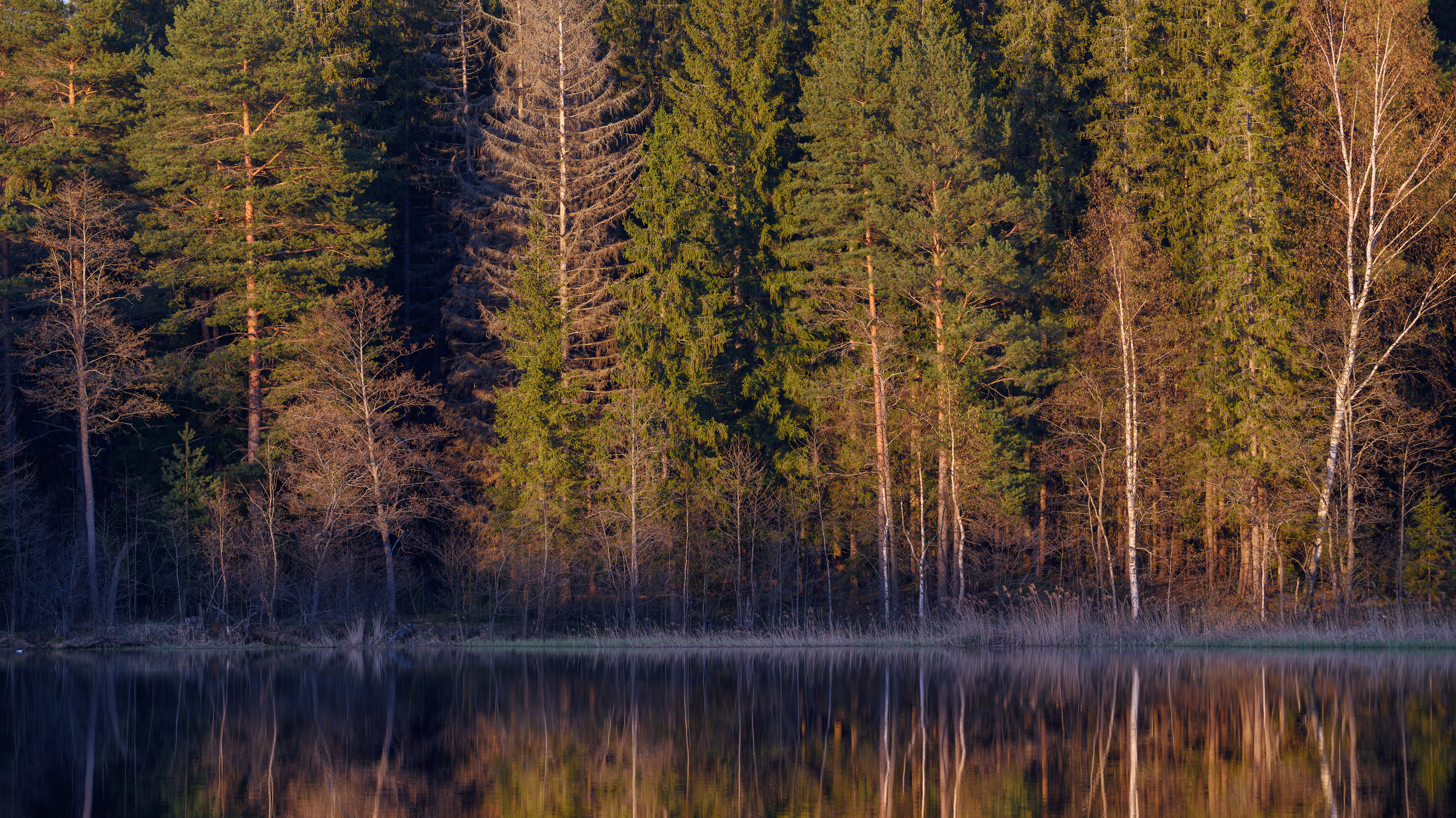 forest, tree, light, foliage, sunlight, morning, lake, water, reflection, evening, nature, Андрей Козлов