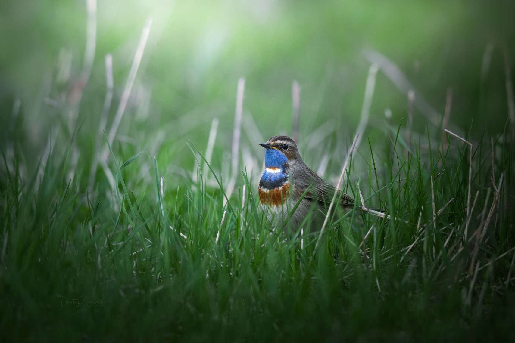 природа, лес, поля, огороды, животные, птицы, макро, Дмитрий Посевич