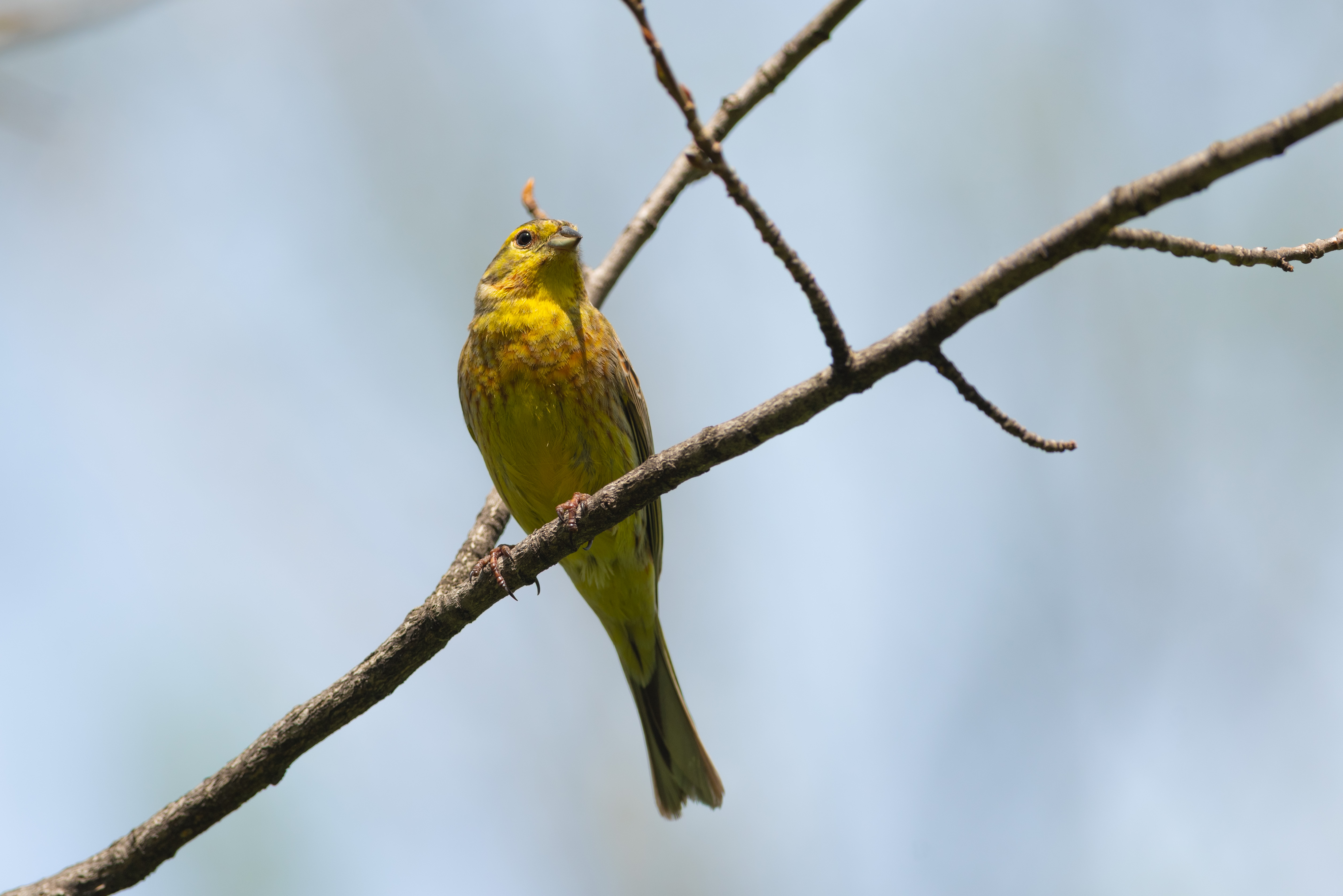 овсянка, овсянка обыкновенная, птица, птицы, лес, природа, фотоохота, май, весна, Воронов Денис