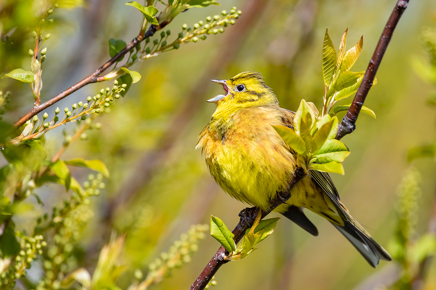 , Абросимов Александр