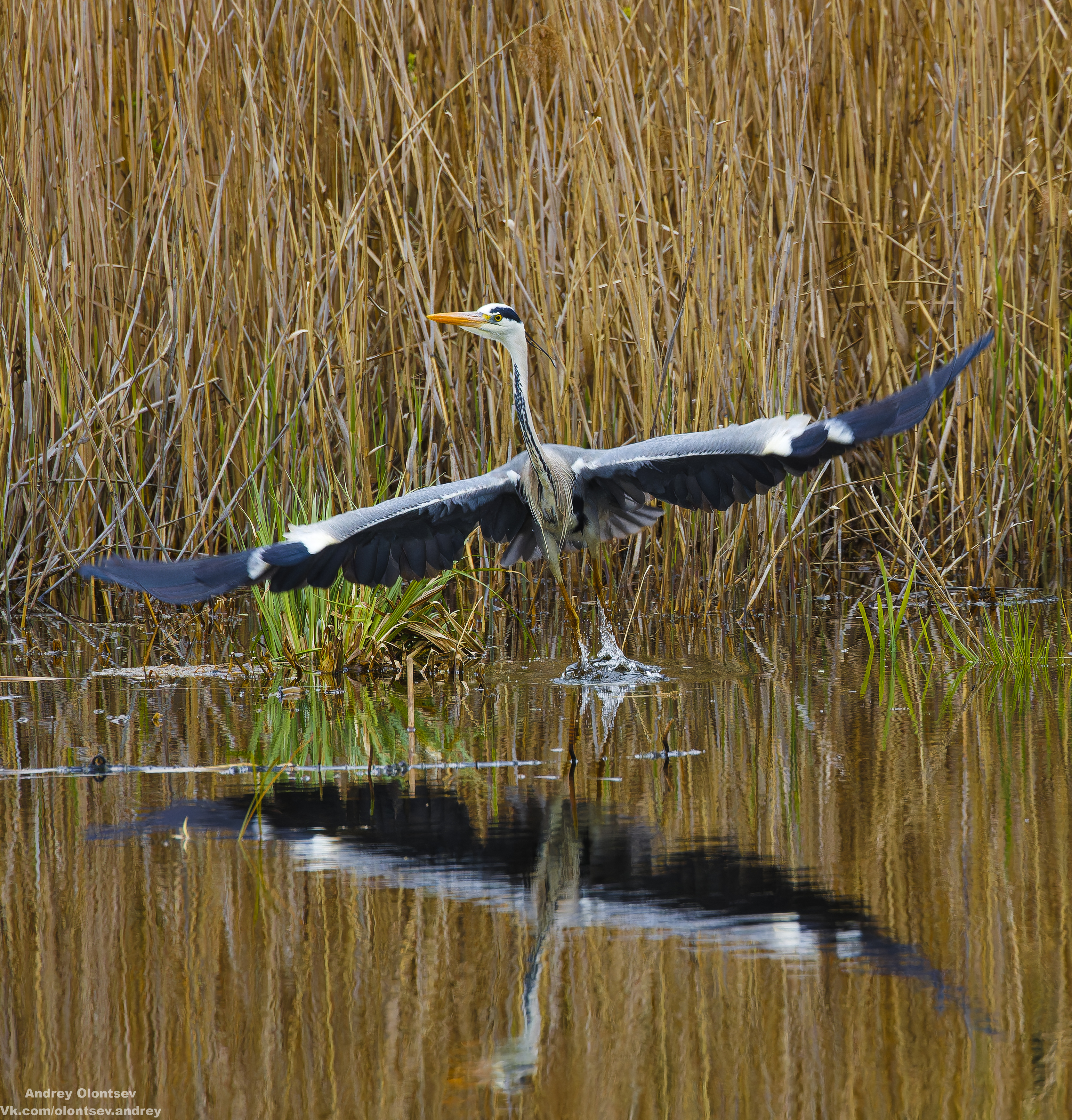 солнце, россия, рассвет, природа, подмосковье, погода, пейзажи, пейзаж, отражение, наукоград, красота, дубна, вода, весна, weather, water, spring, russia, reflection, naukograd, nature, moscow, landscape, dawn, canon, dubna, beauty, Олонцев Андрей