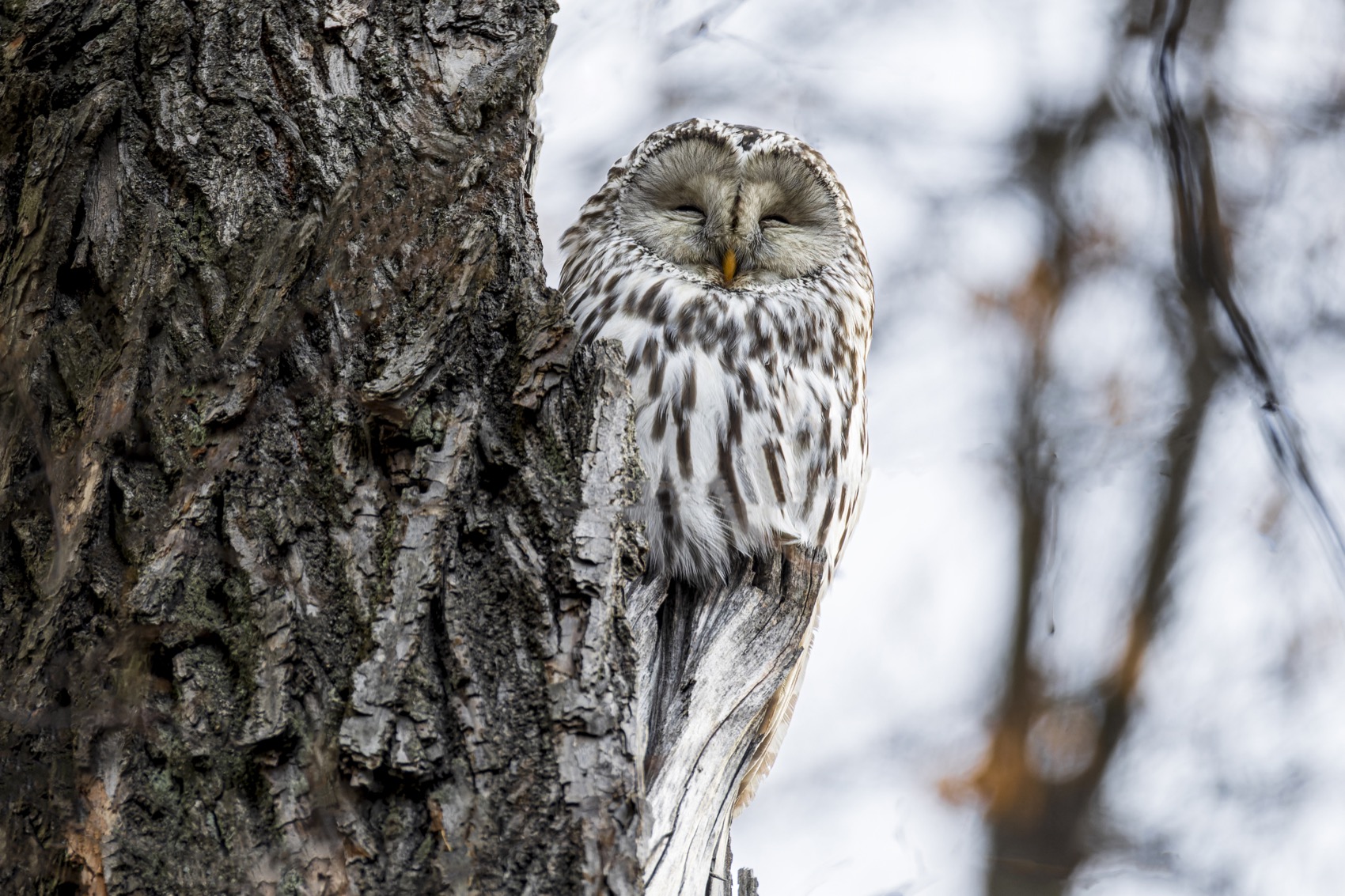 Длиннохвостая неясыть, уральская неясыть, сова, птицы, неясыть, Руслан Pl