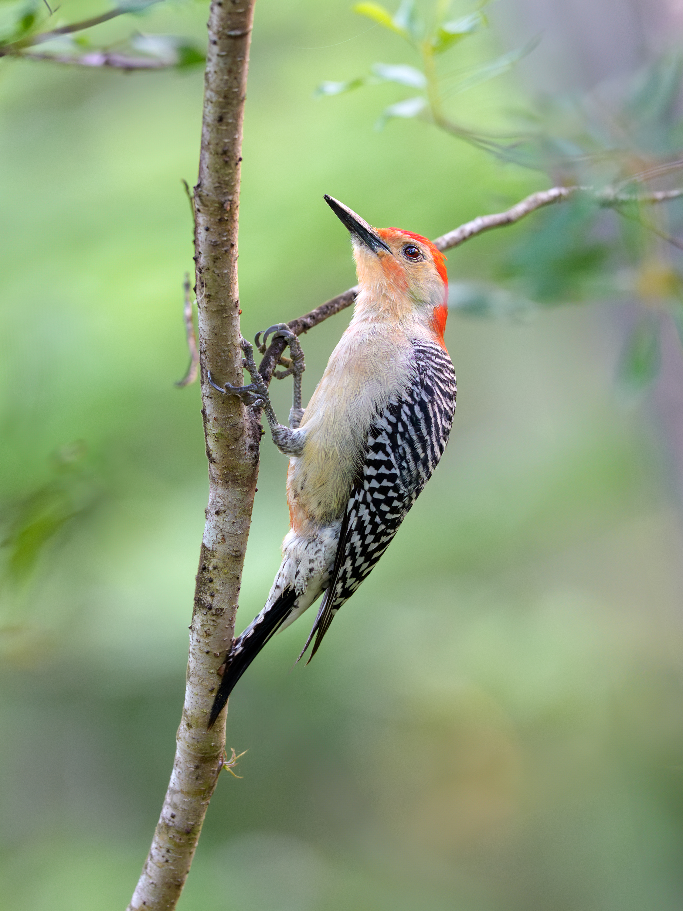 птица, фотоохота, дятел, природа, фауна, Vladimir Kulikov