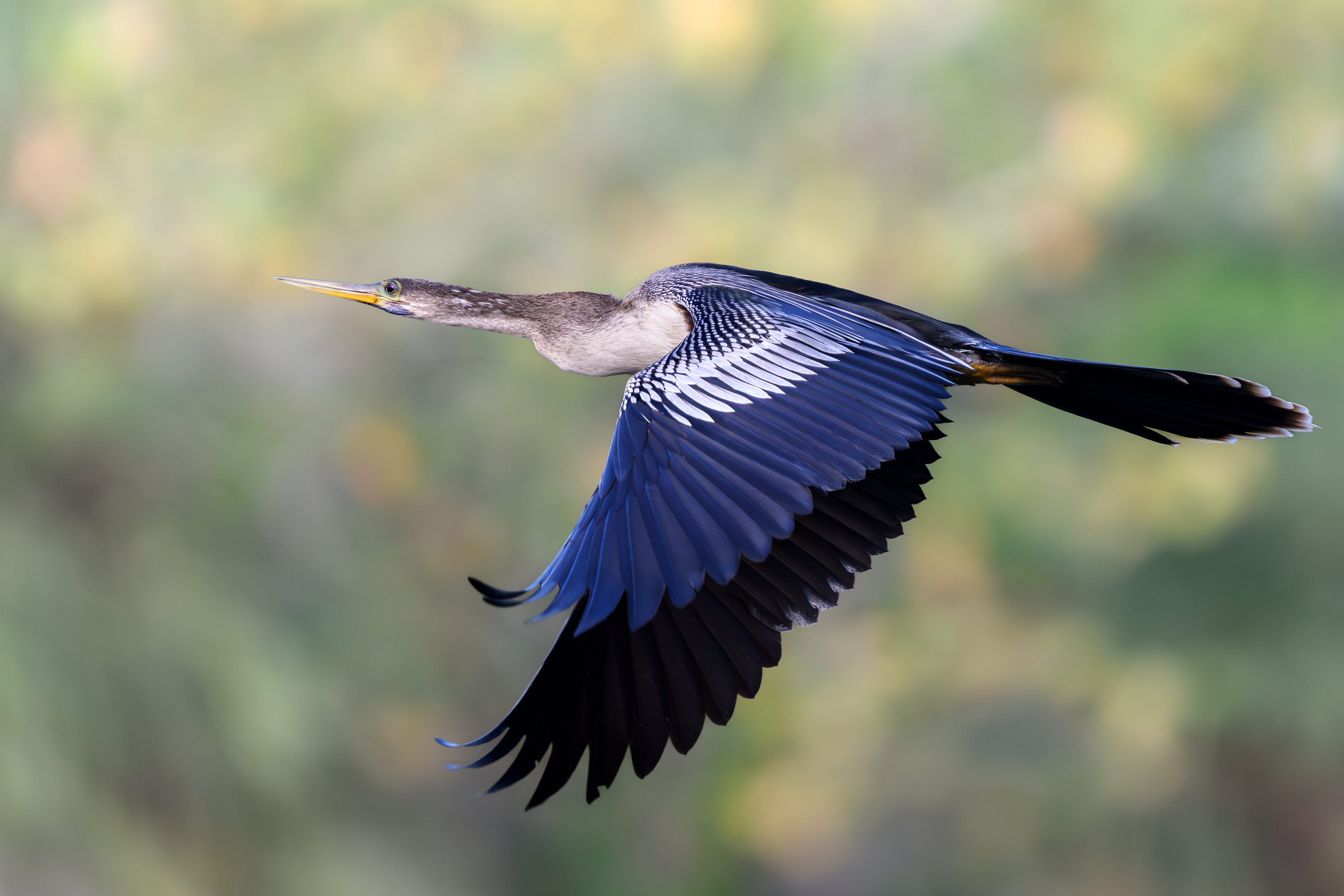 птица, фотоохота, змеешейка, природа, фауна, Vladimir Kulikov