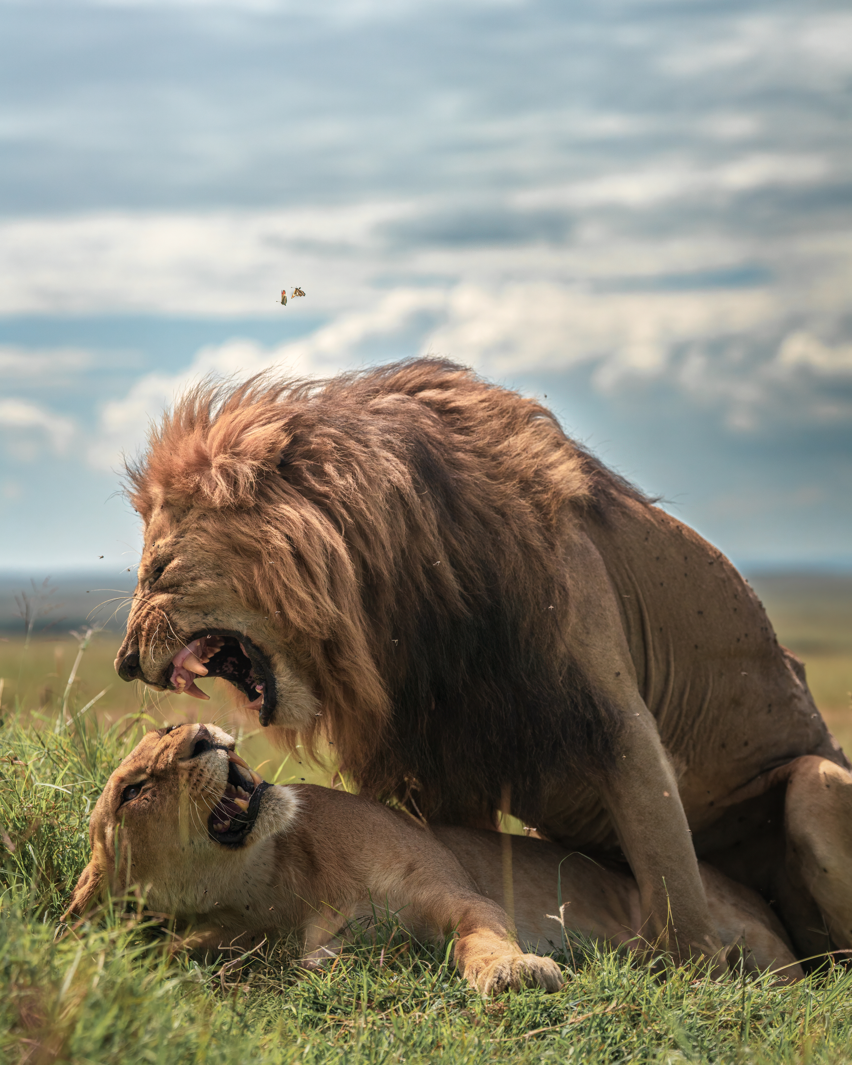 wild romance, masai mara, untamed beauty, wildlife photography, wildlife, africa, lion king, Abhisek Bagaria