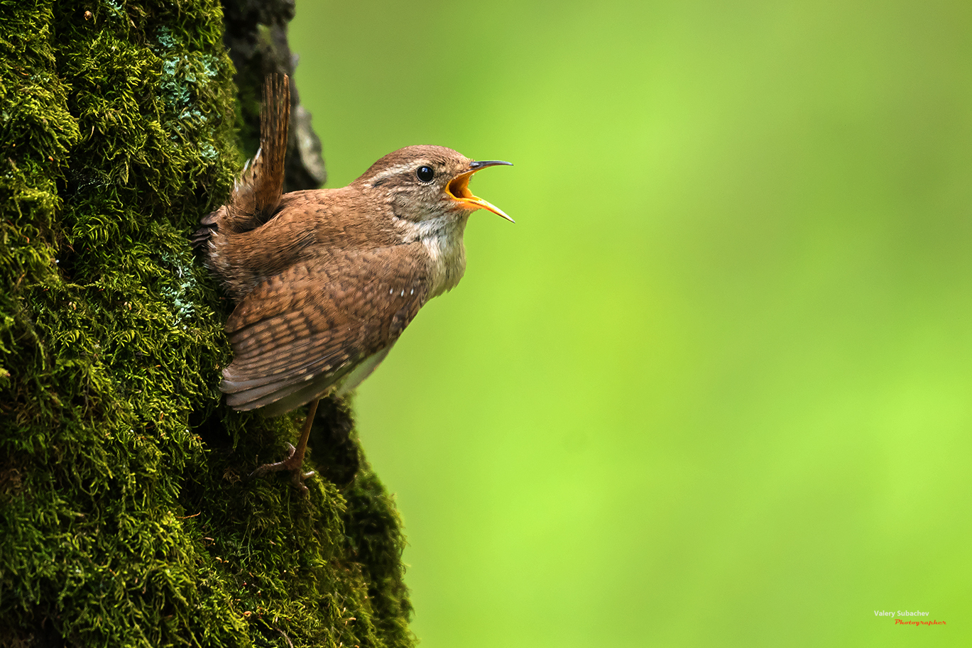 , Валерий Субачев