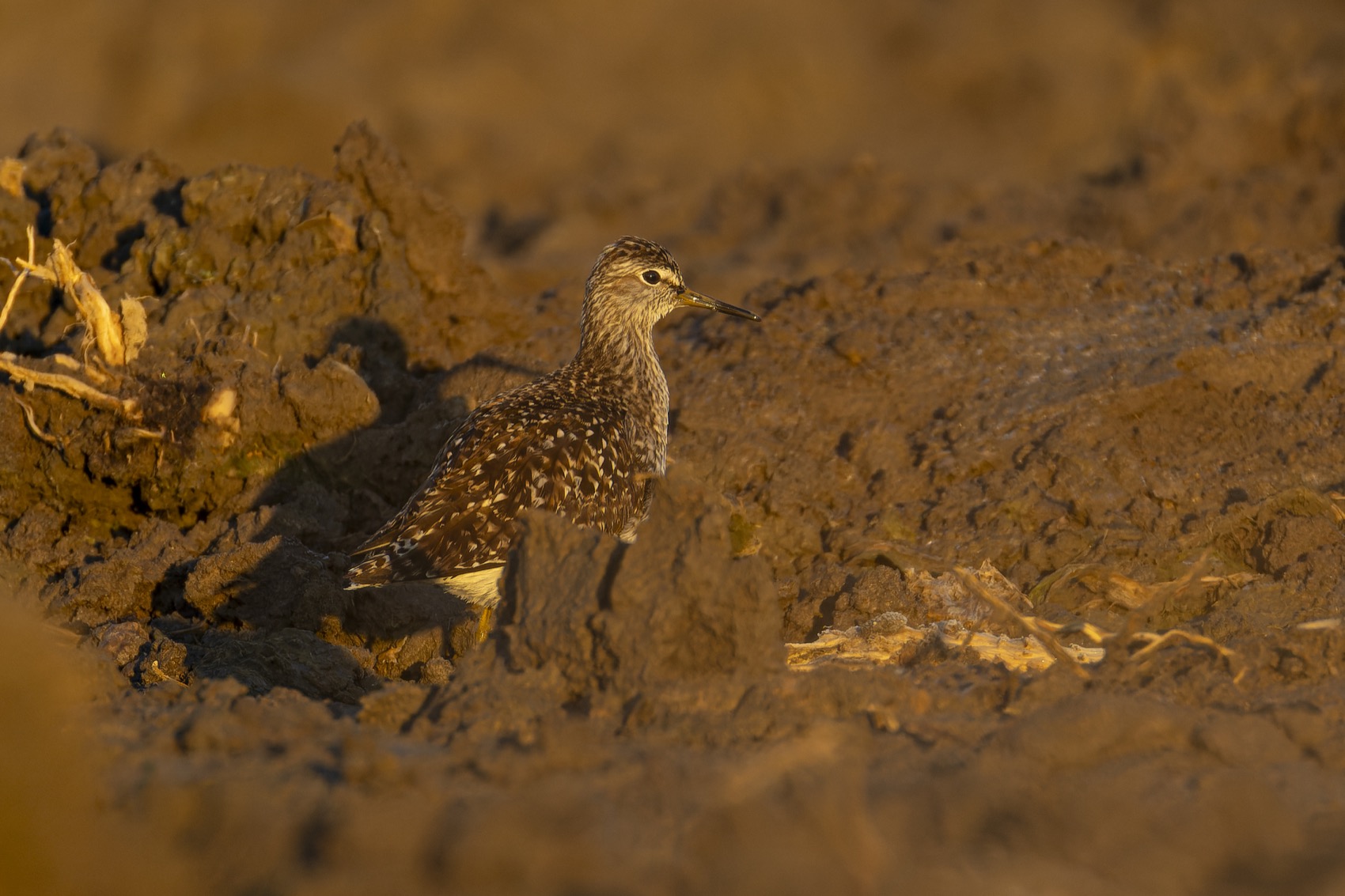 фифи, кулик, птицы, Руслан Pl