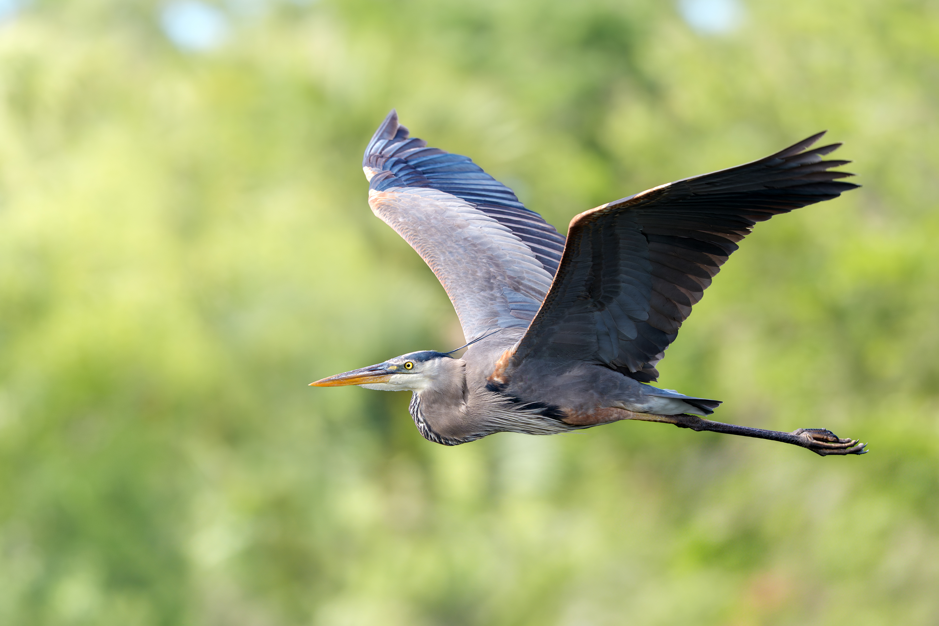 птица, фотоохота, цапля, природа, фауна, Vladimir Kulikov
