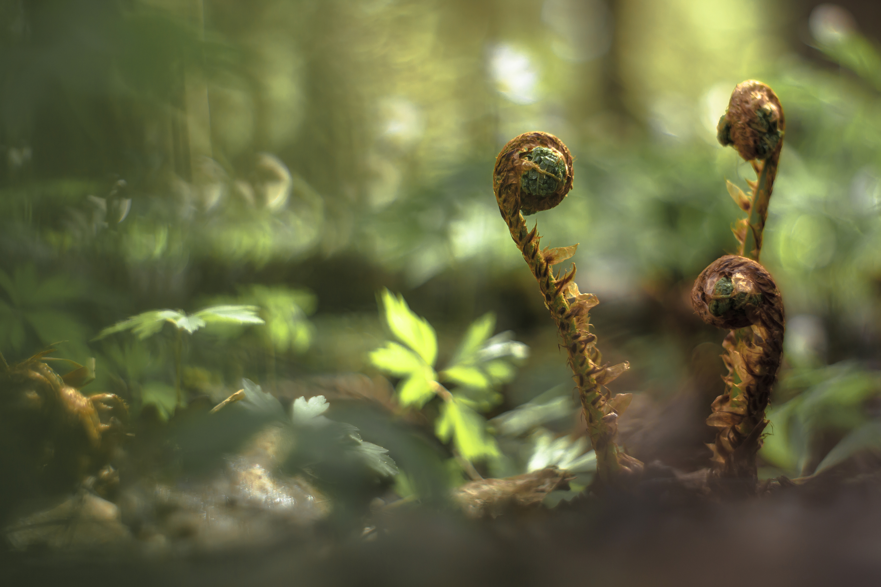 макро, лес, боке, pentacon, boke, manuallens, manualfocuslens, мануальная оптика, Обидина Мария