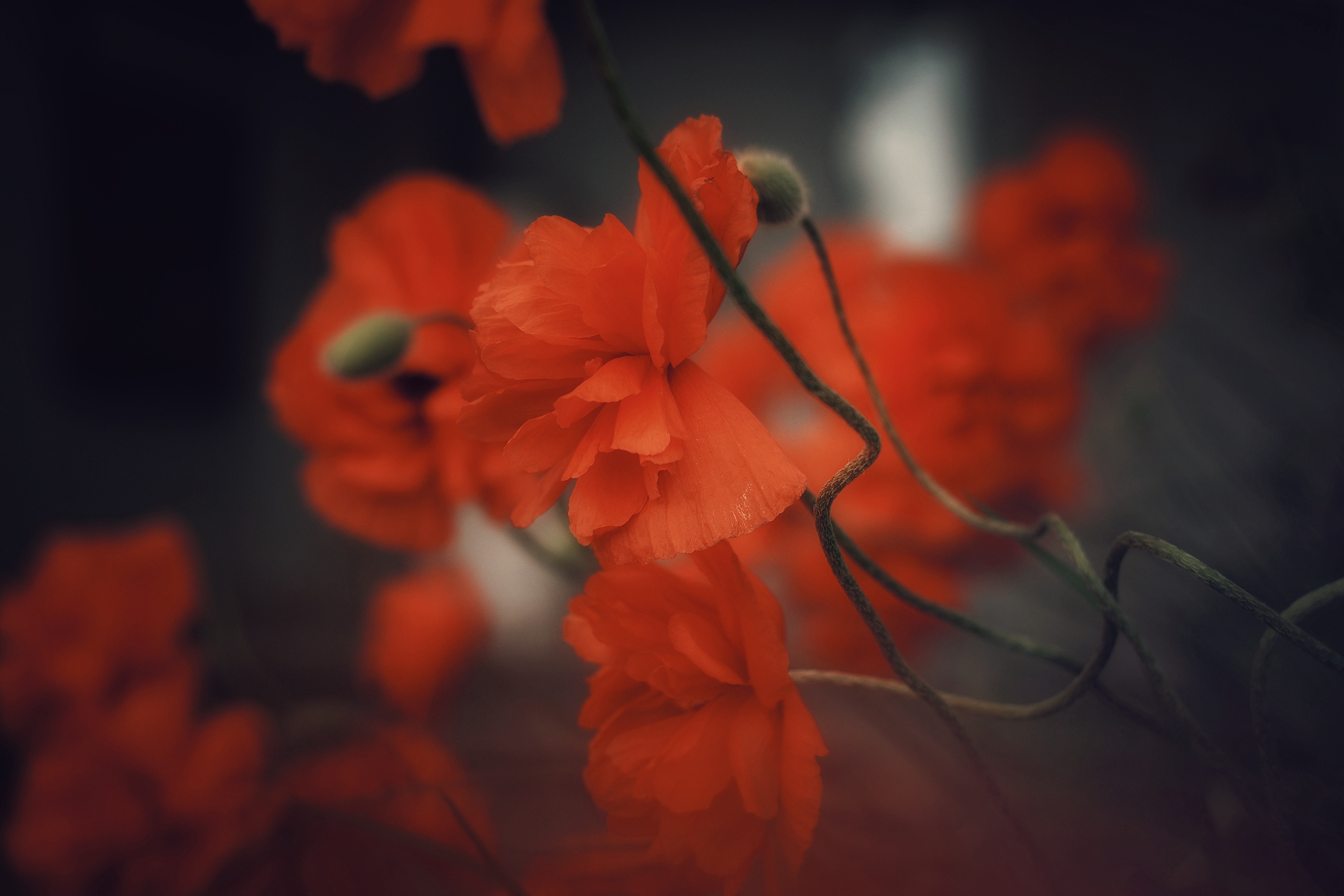 , Юлияна Стоянова