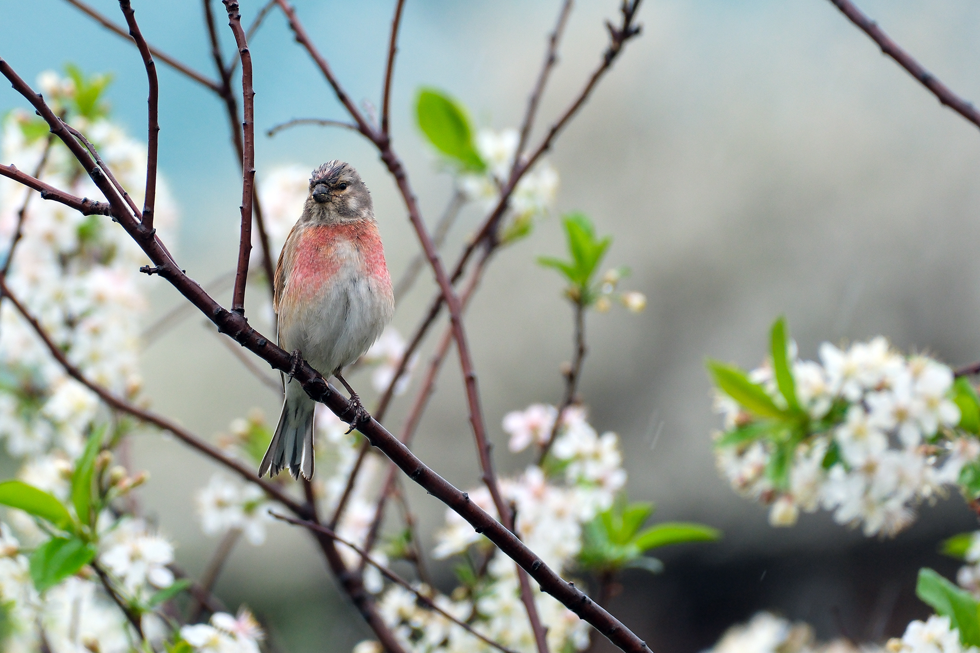 , Бодрягин Виталий