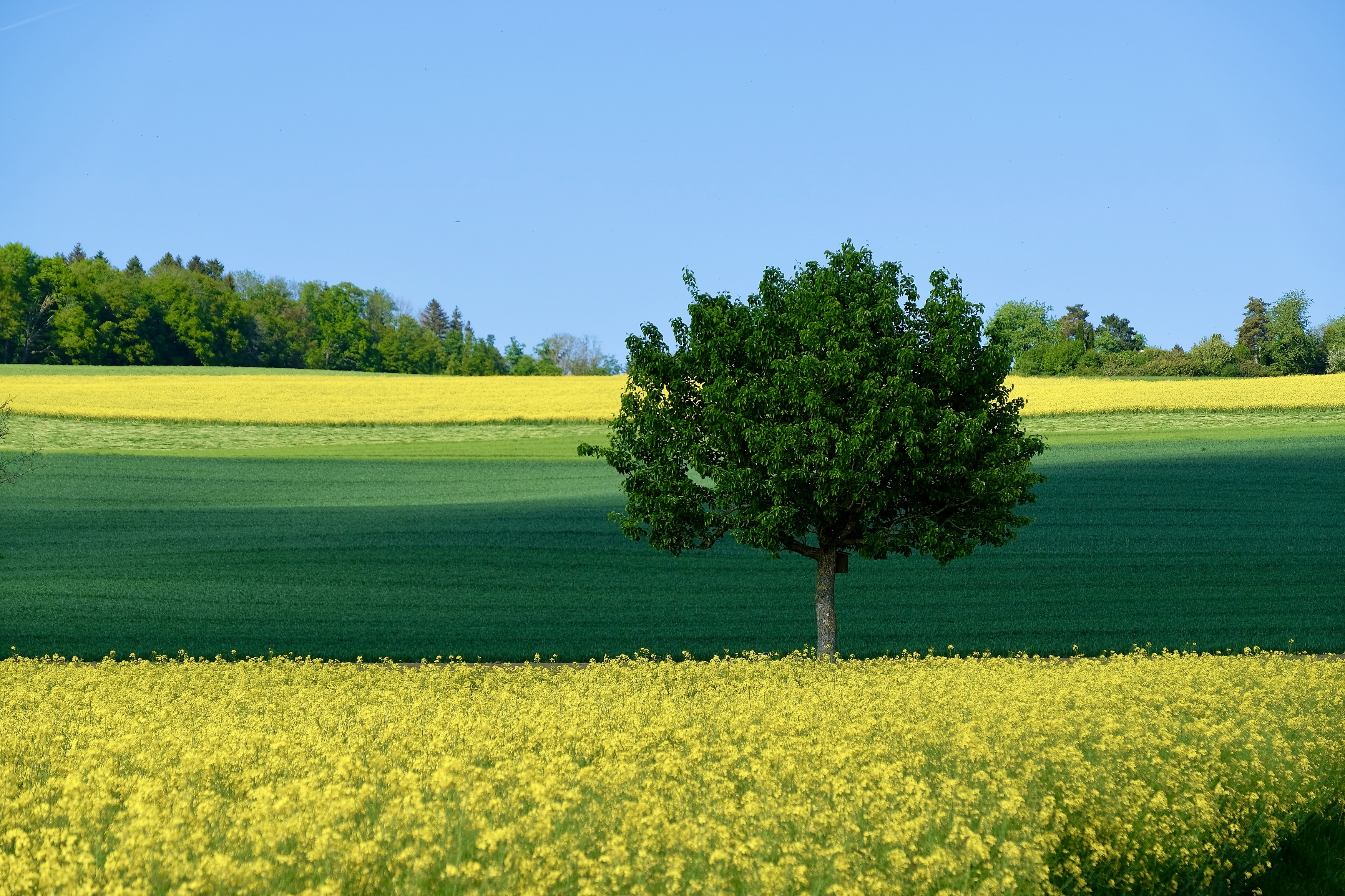 Landscapes, Plant, May, Nature, Spring, Colorful, Rasp fields, Tree, , Svetlana Povarova Ree