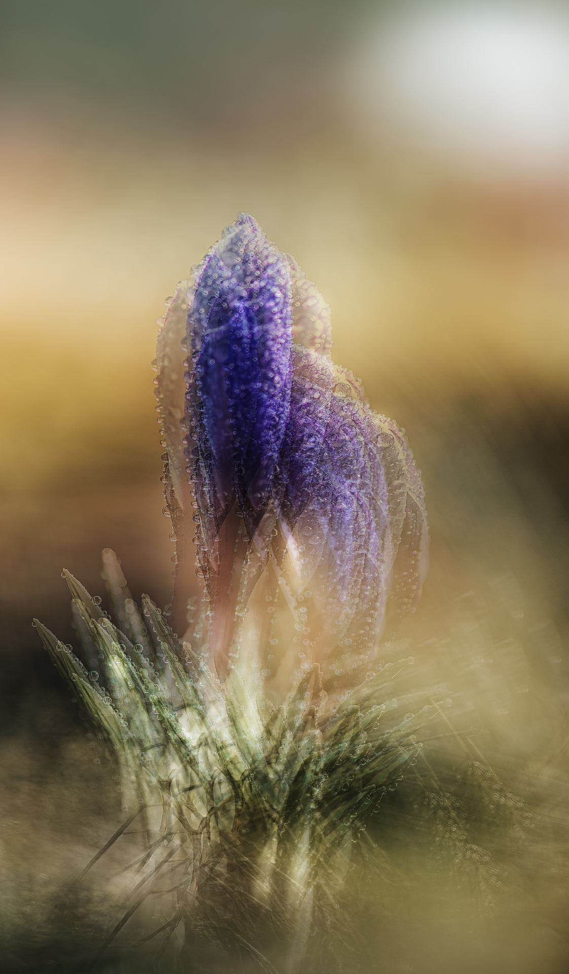 , Неля Рачкова