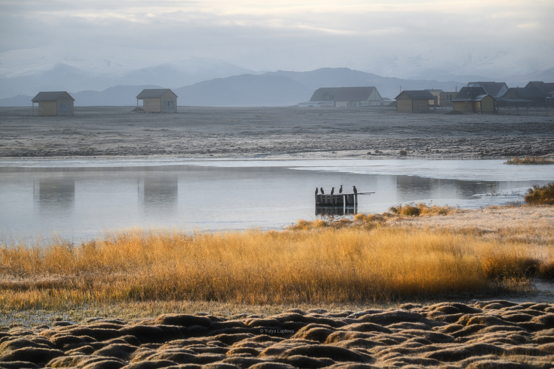 кош-агач, горный алтай, бакланы, птицы, Юлия Шустерова