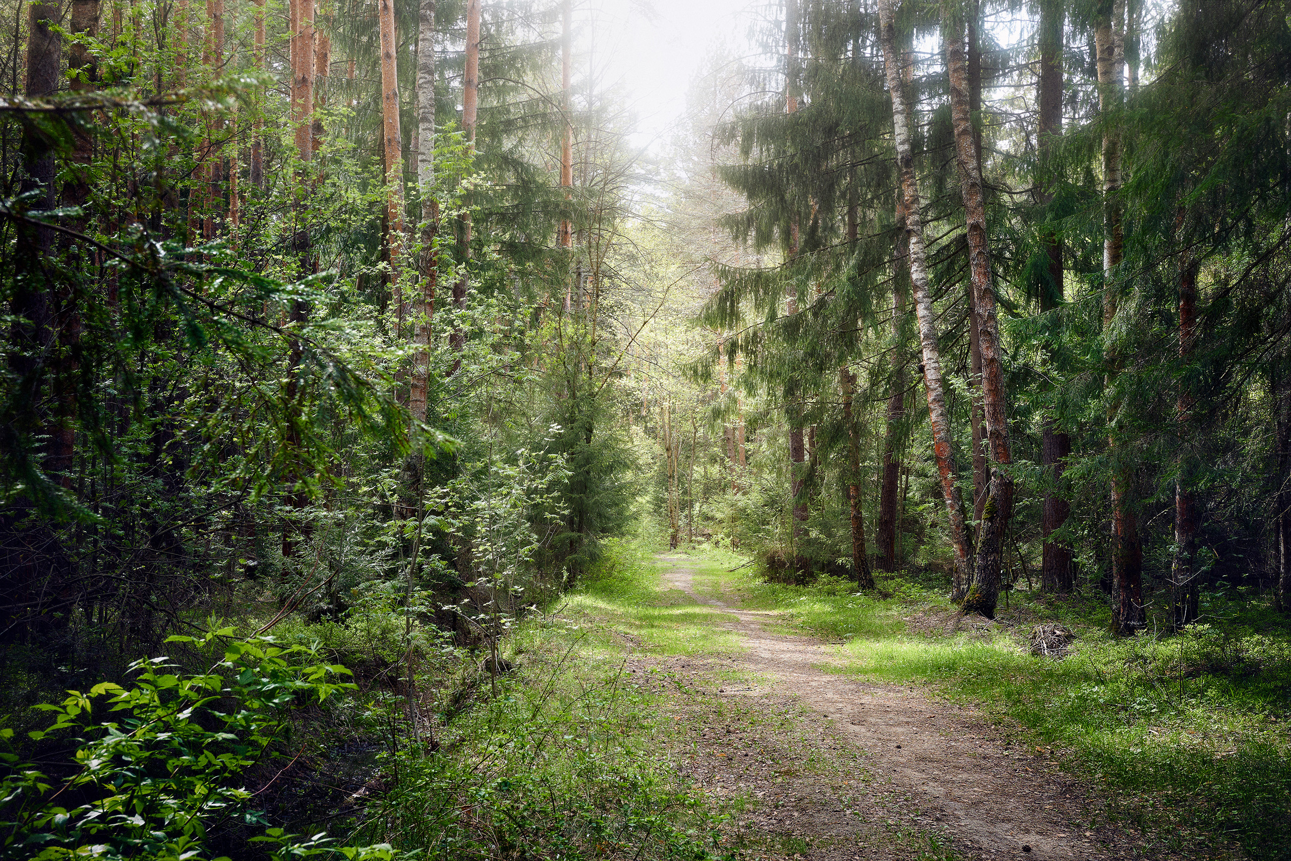 лес, свет, тропа, Валерий Вождаев