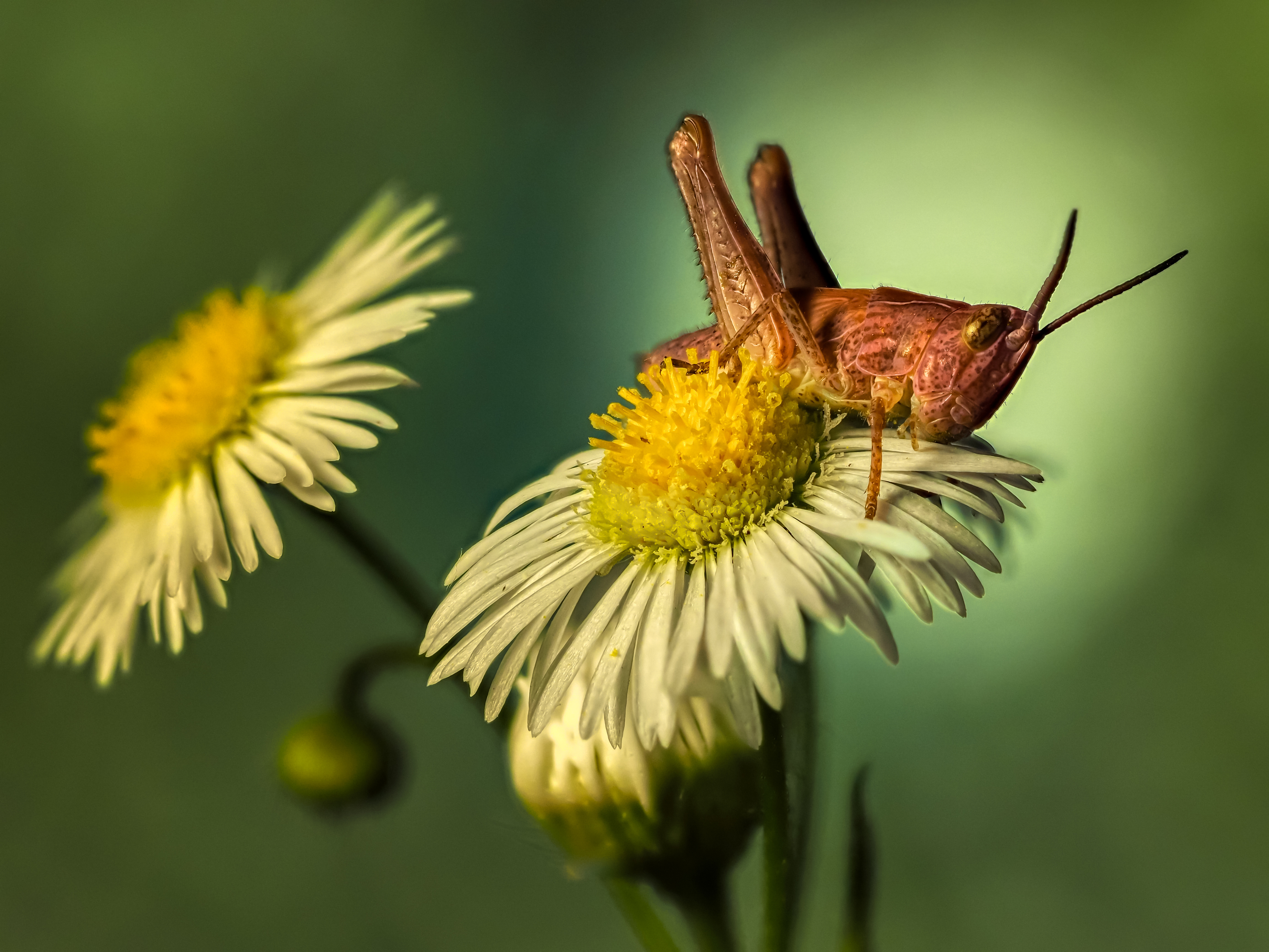 , Олег Савицкий