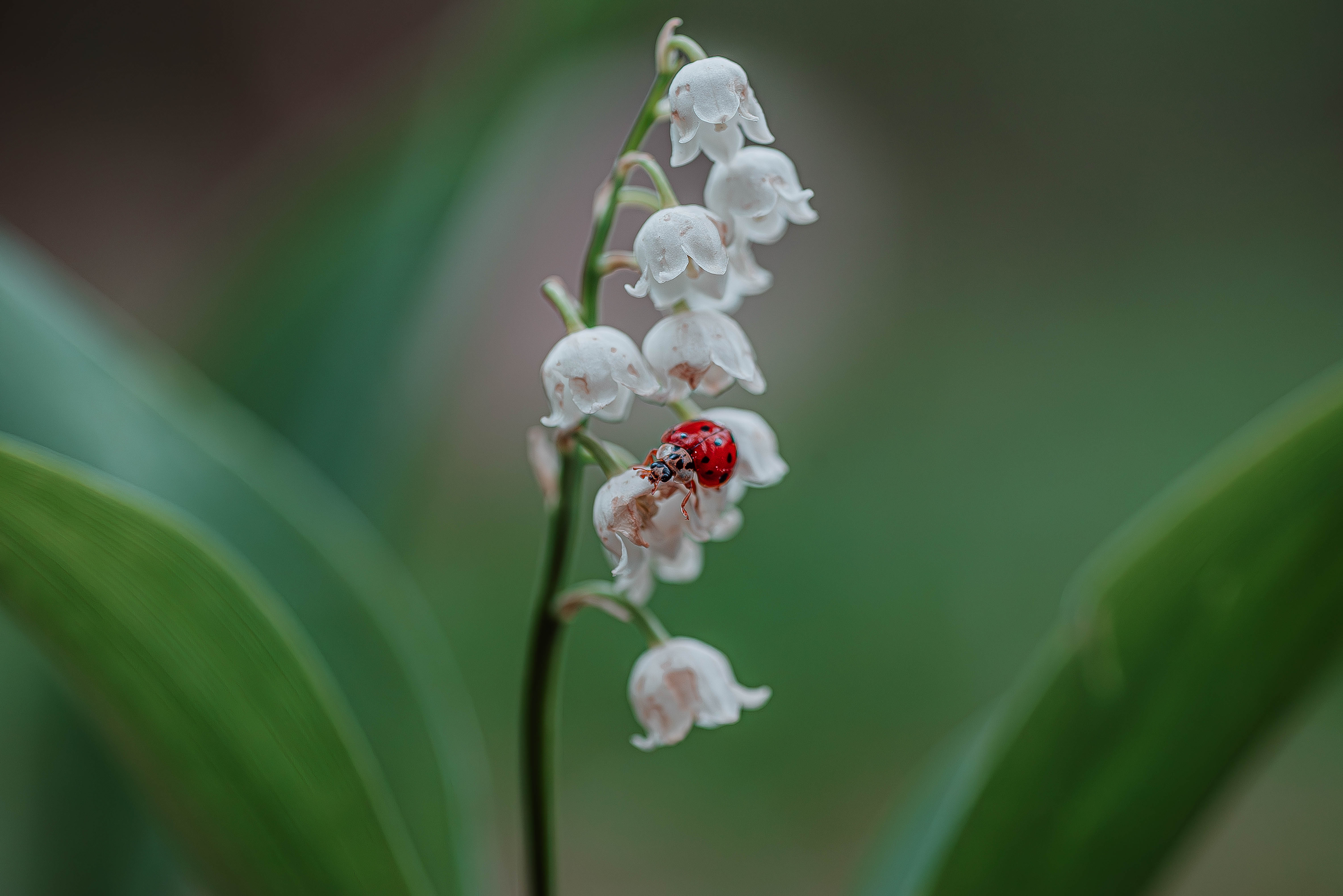 , Зайцев Роман