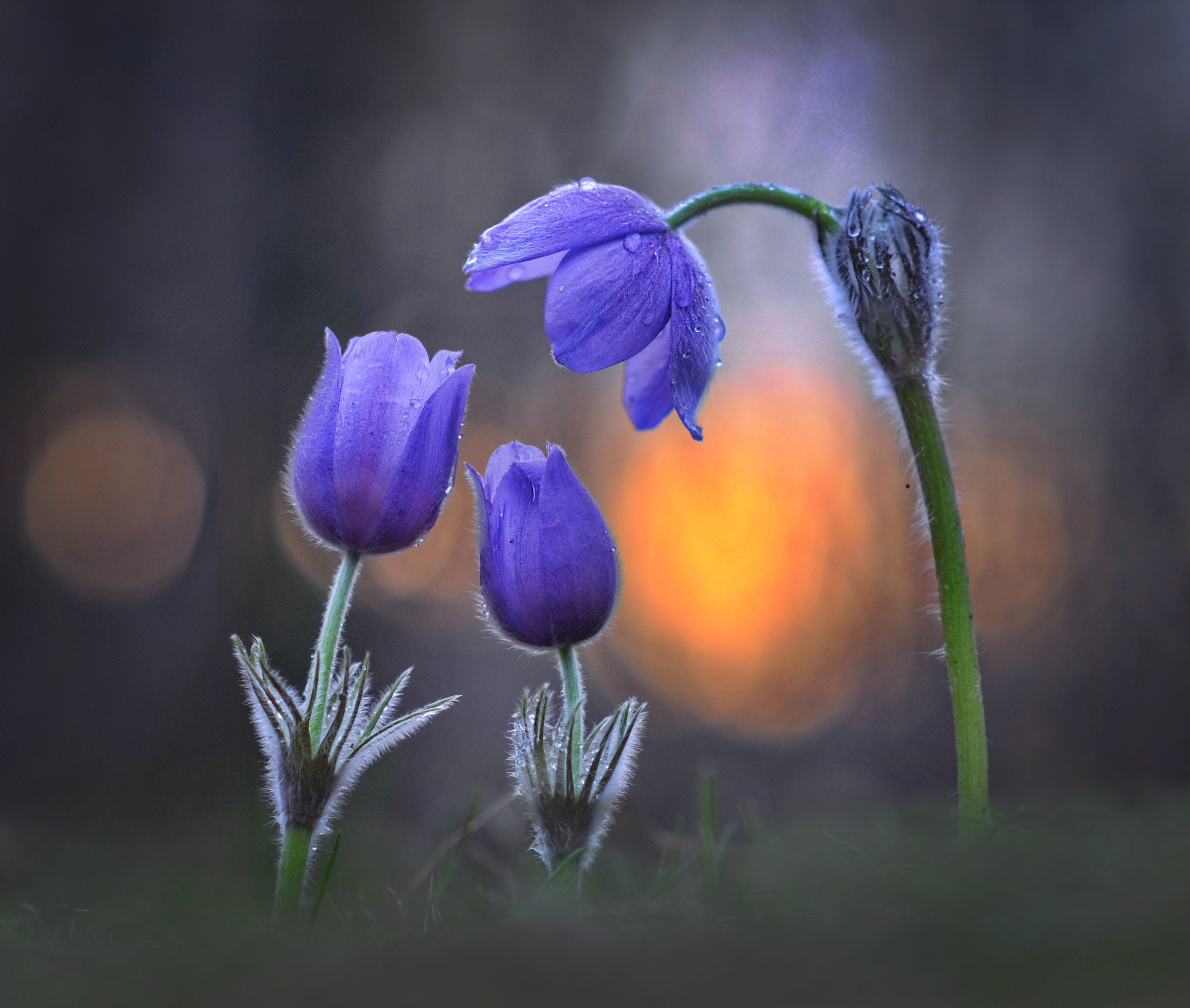 сон-трава, закат, весна, беларусь, Александр Гвоздь