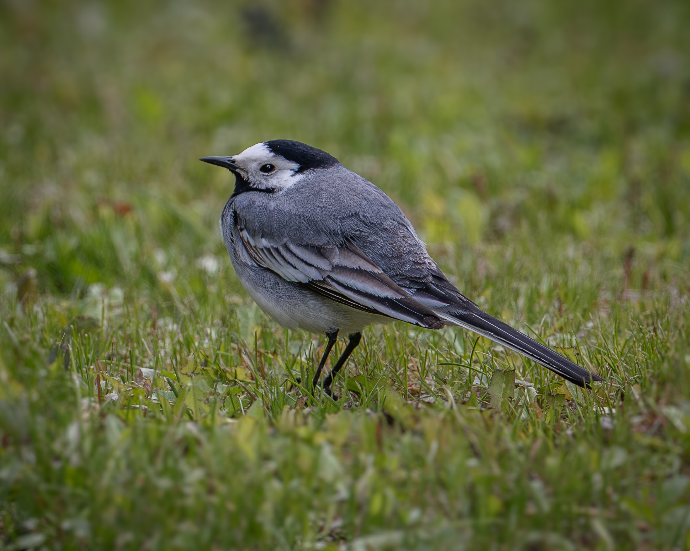 , Курлянцев Алексей