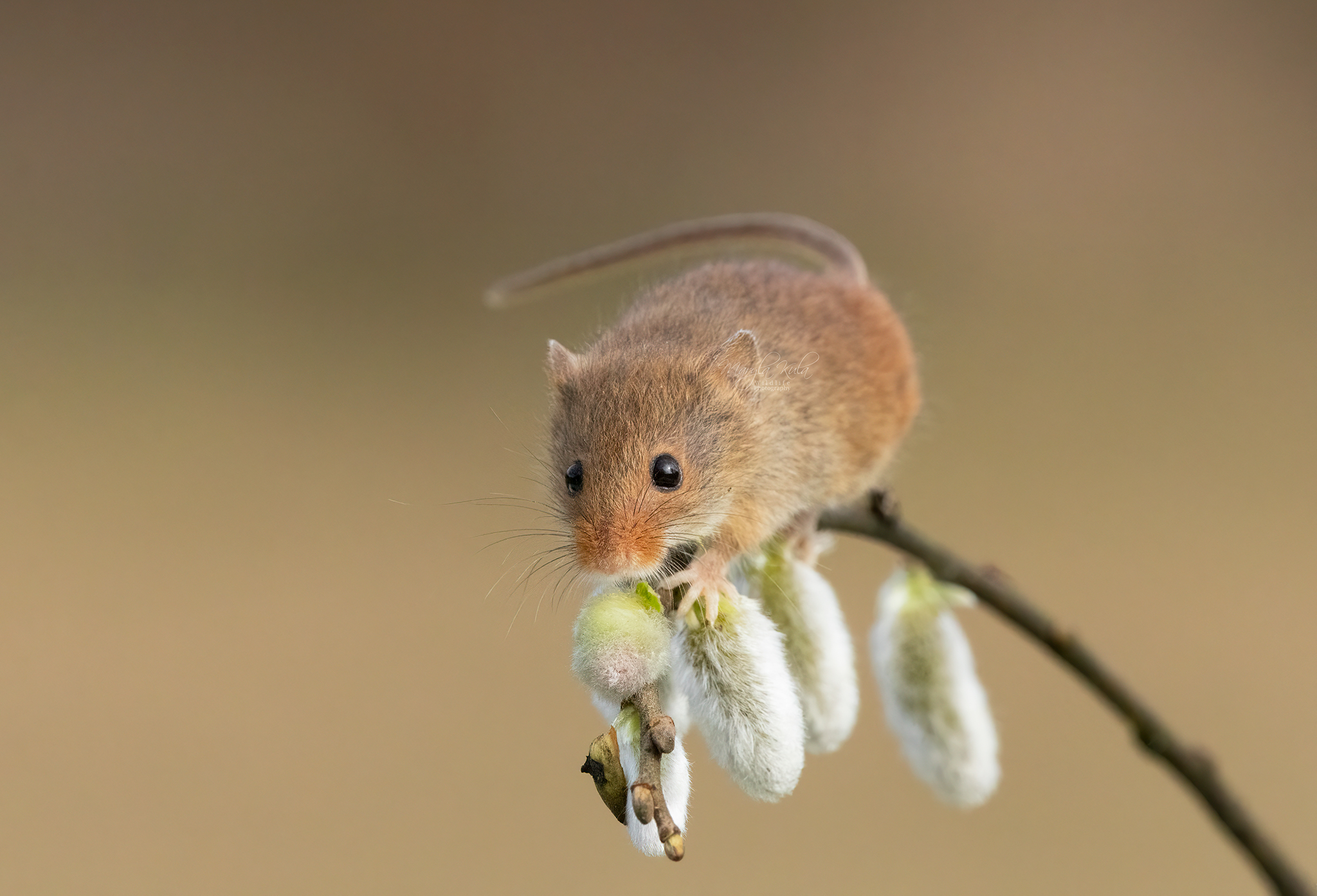 harvest mouse, mouse, rodent, animals, nature, wildlife, canon, MARIA KULA