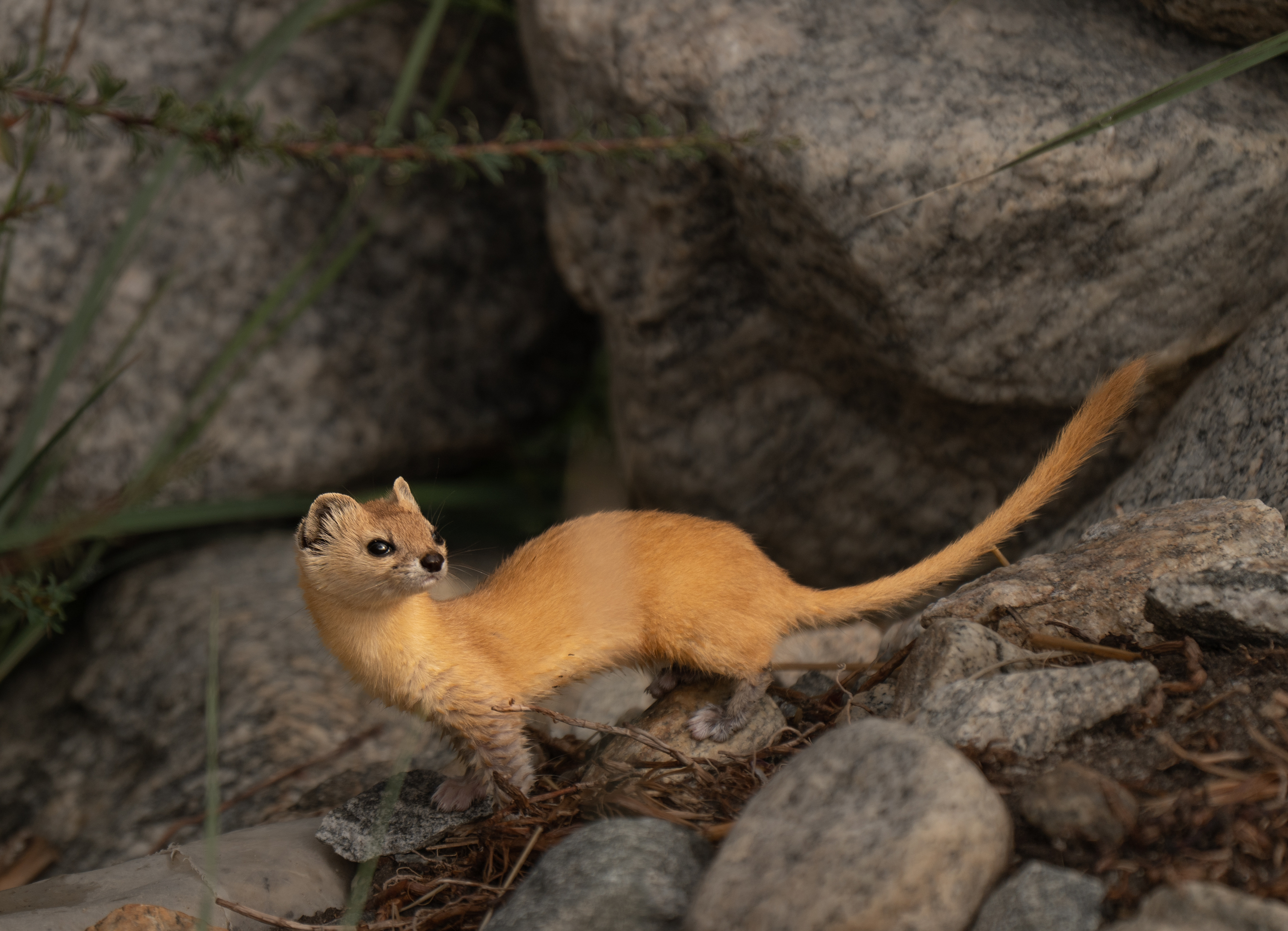 , Владимир Цветов